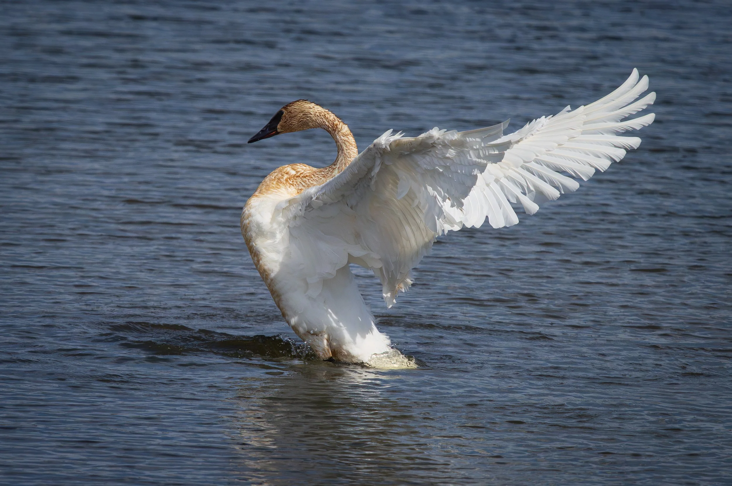 Trumpeter Swan