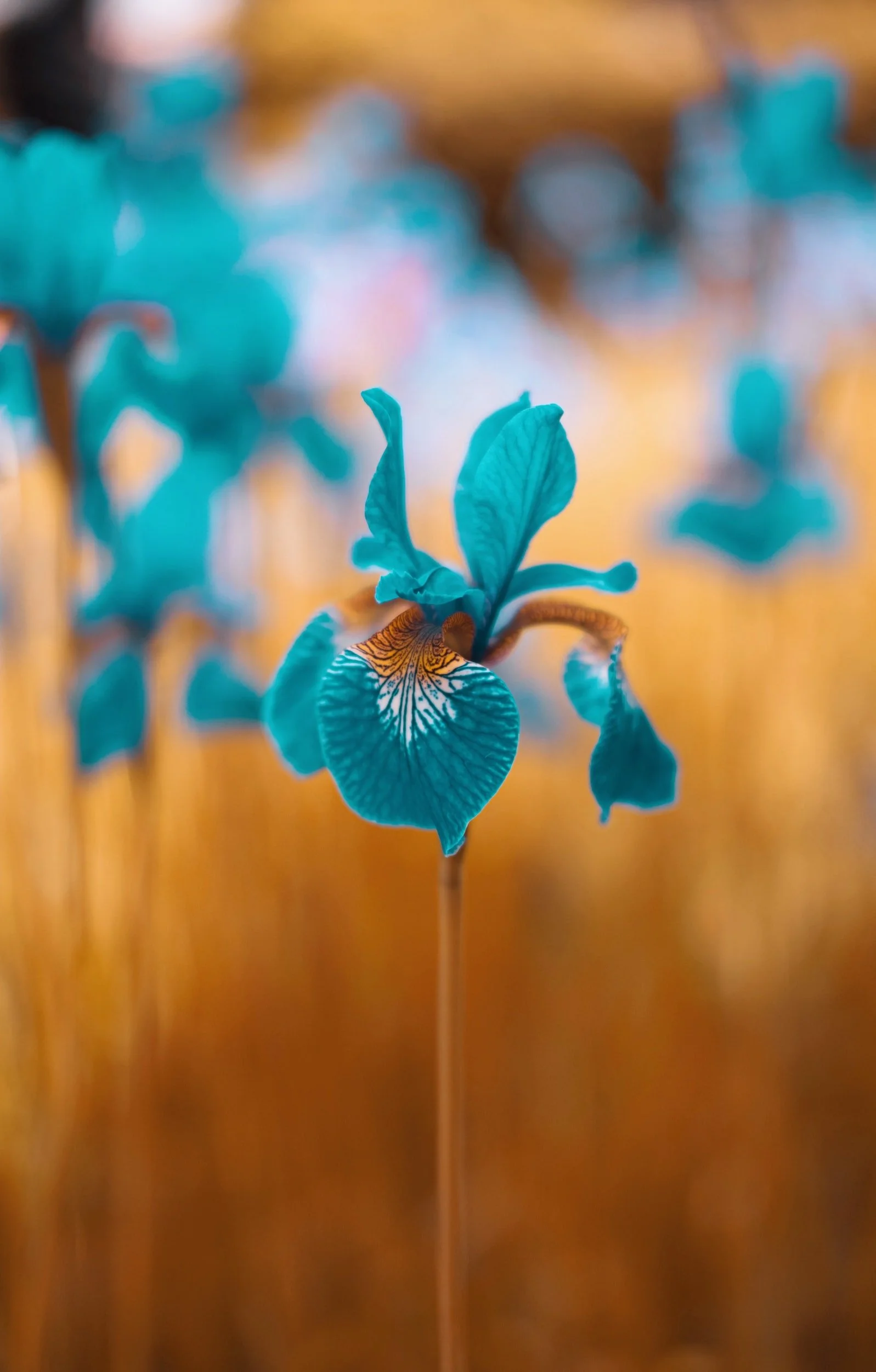 unsplash-image-jS8kSqzEflI.jpg