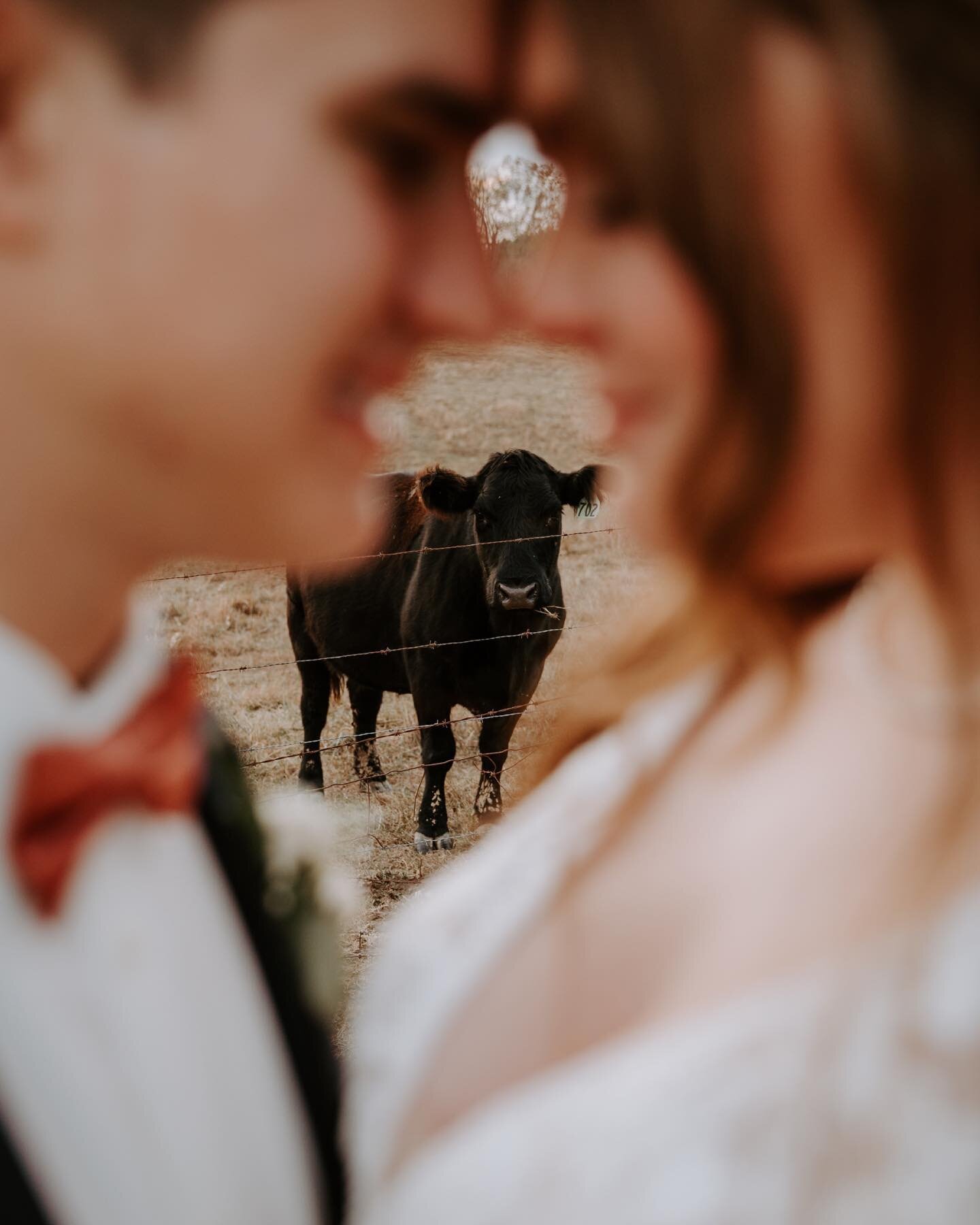 Nothing screams &ldquo;I got married in the Midwest&rdquo; more than having cows in your wedding photos 🐮
.
.
.
.
#indianaweddingphotographer #illinoisweddingphotographer #michiganweddingphotographer #midwestweddingphotographer #indianapolisweddingp