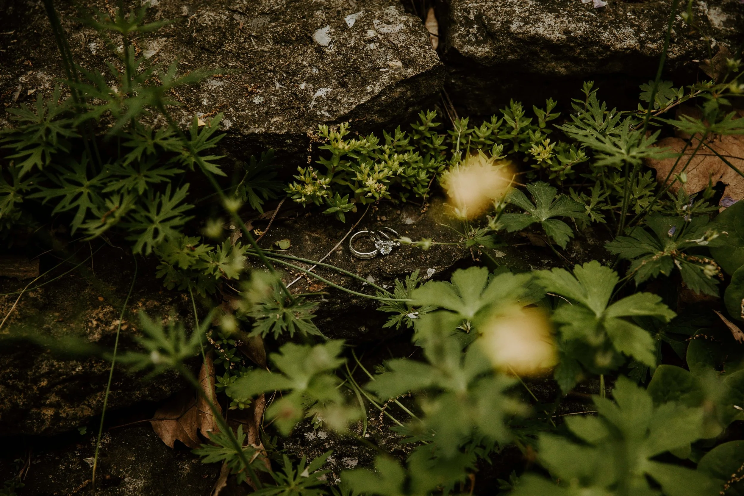 A detail photo of the wedding rings sitting on a rock surrounded by greenery.