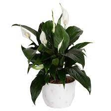 House Plant