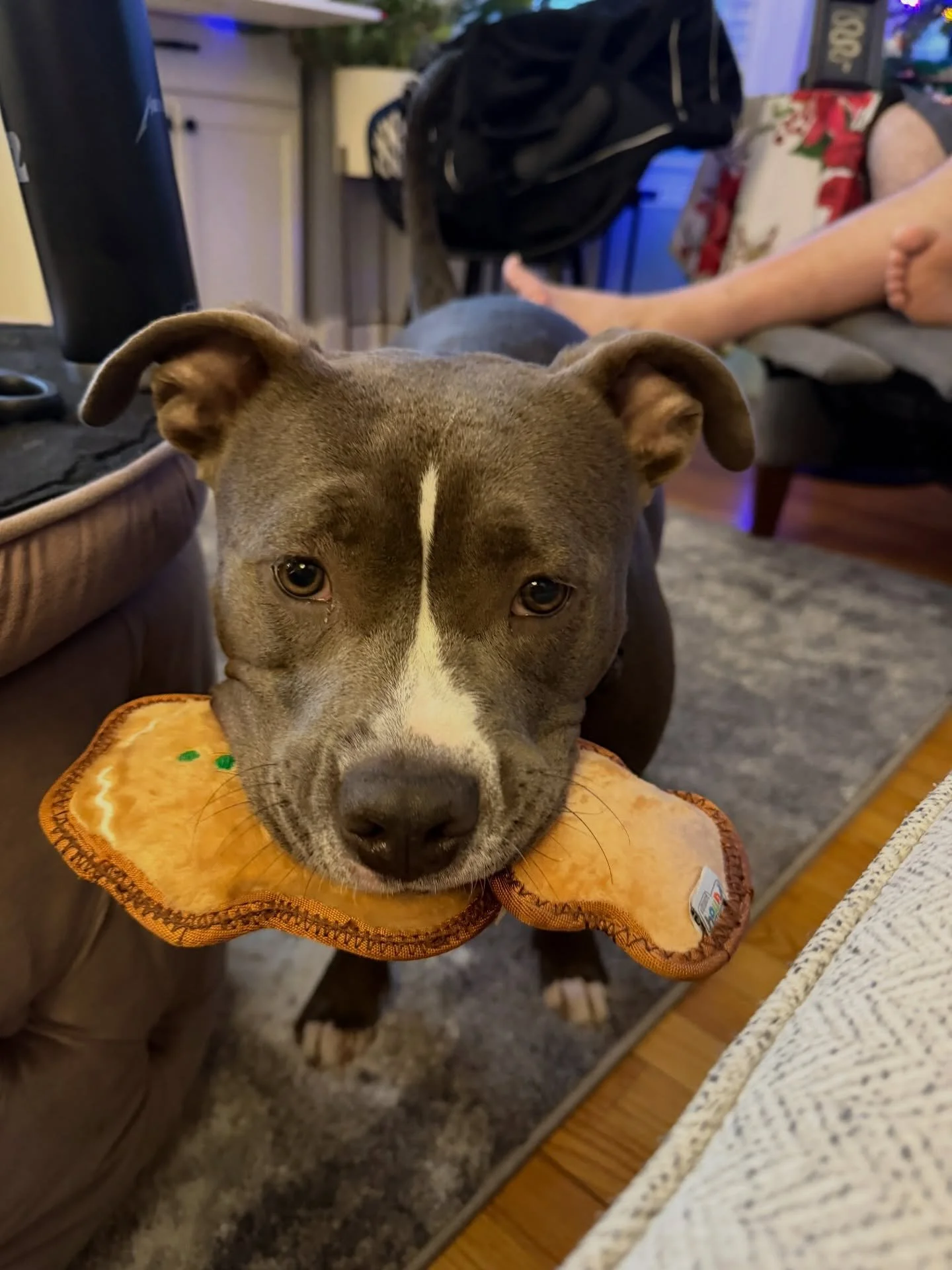 Double fisting this early Fiona?? Merry Christmas and Happy Holidays from our pack to yours!! 🖤💀🐾🎄