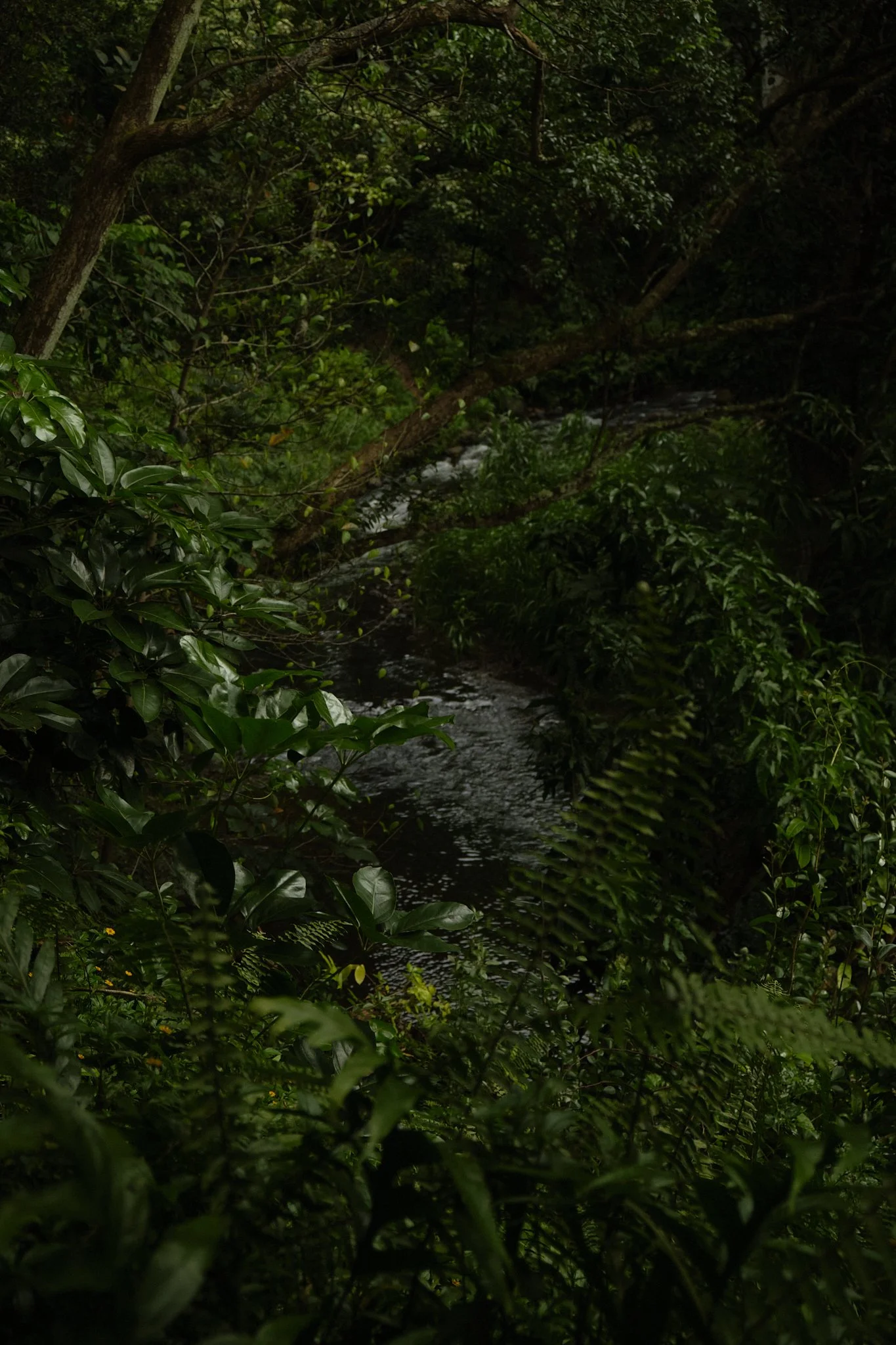 DSCF1386.jpg