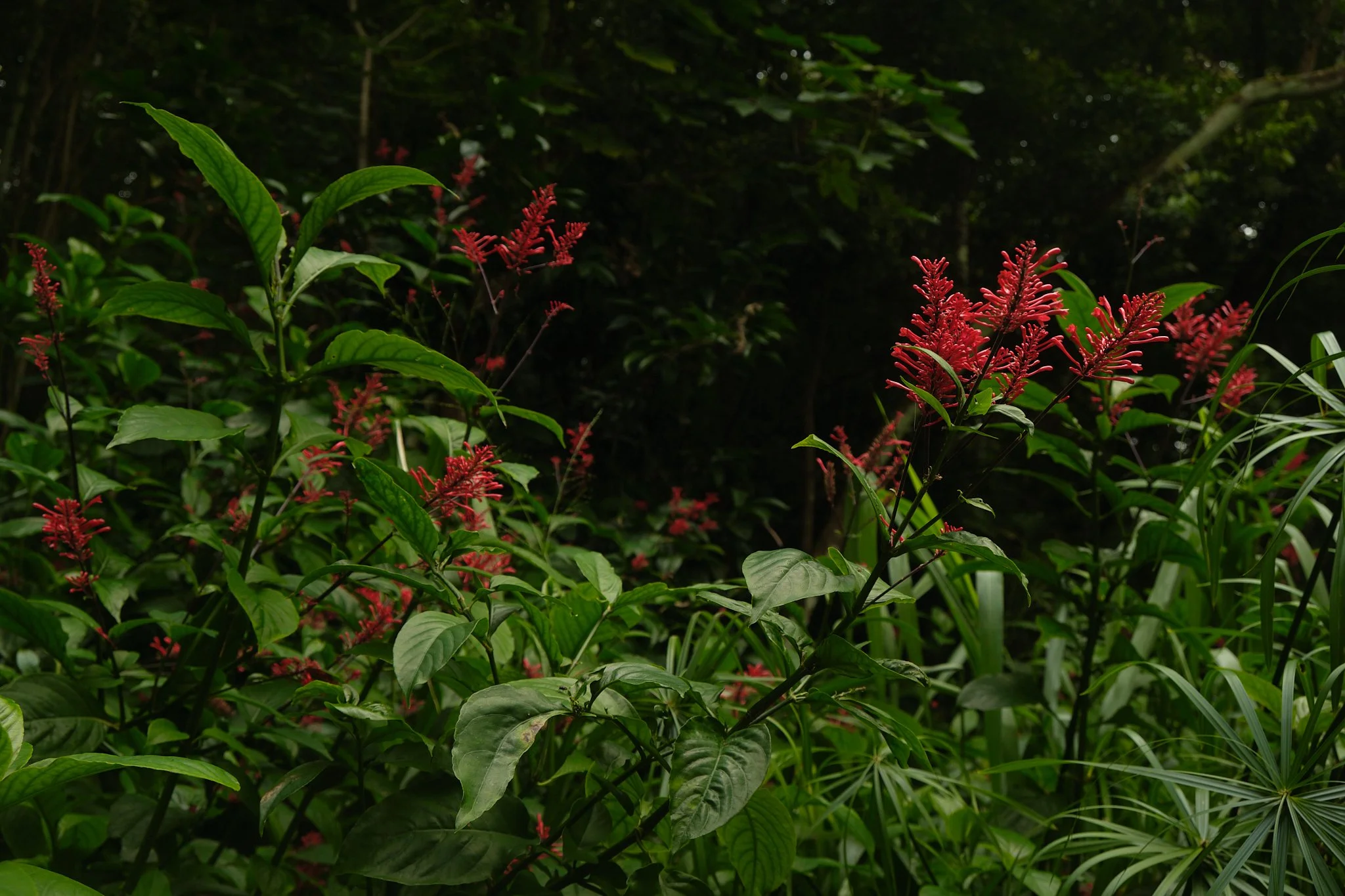 DSCF1432.jpg
