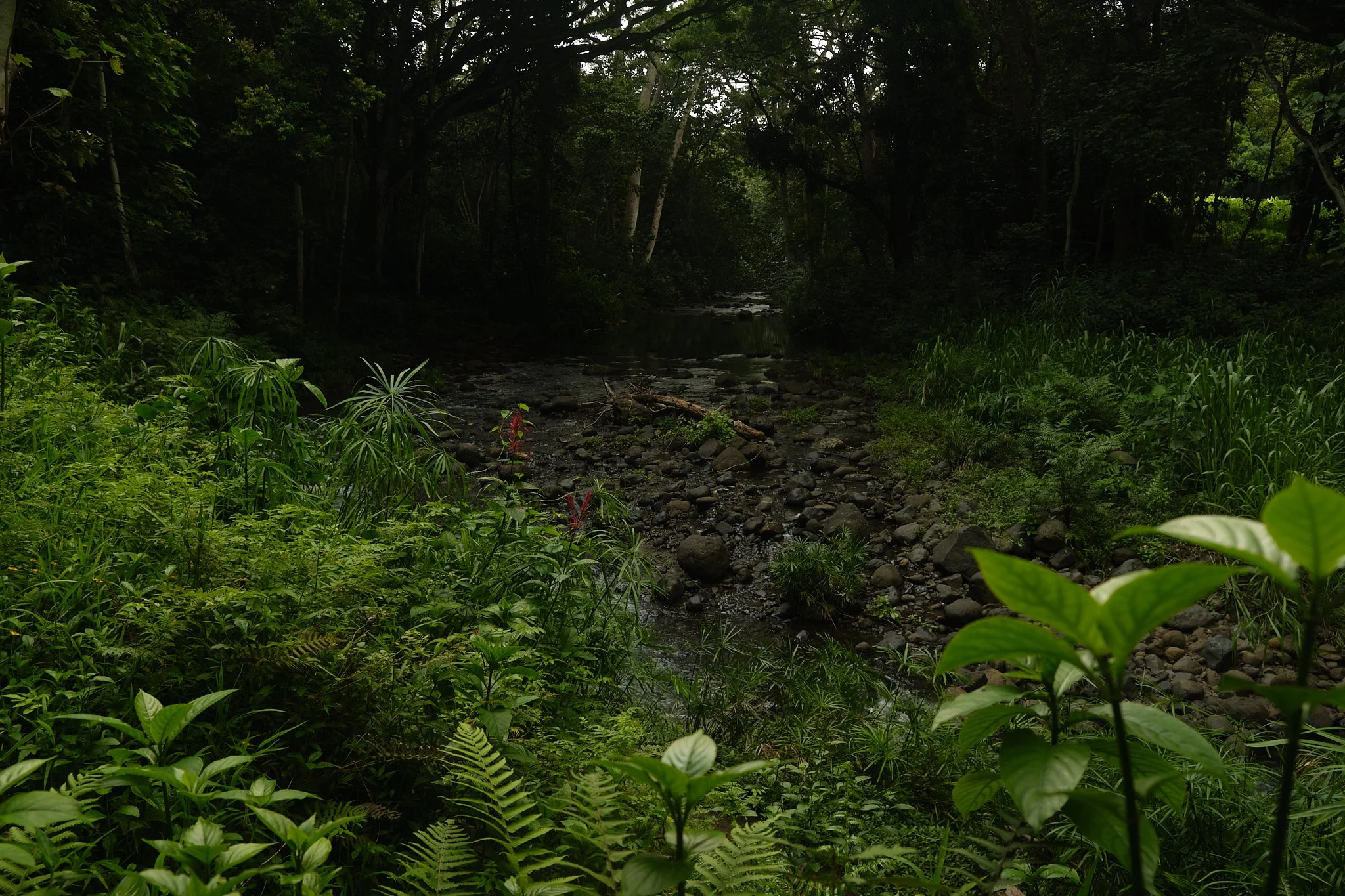 DSCF1427.jpg