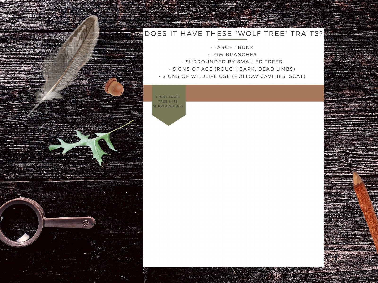 https://i.etsystatic.com/21711989/r/il/acfc70/3024513771/il_fullxfull.3024513771_mpa7.jpg