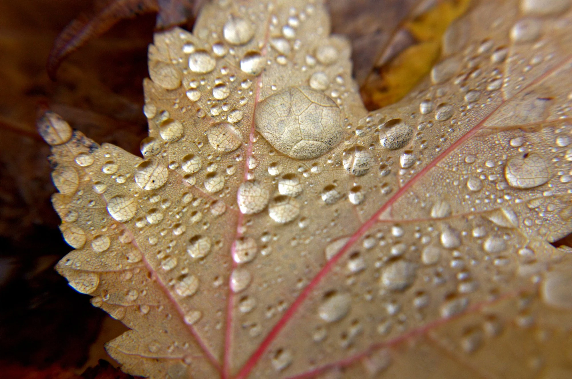 10 Oct_autumn leaf.jpg