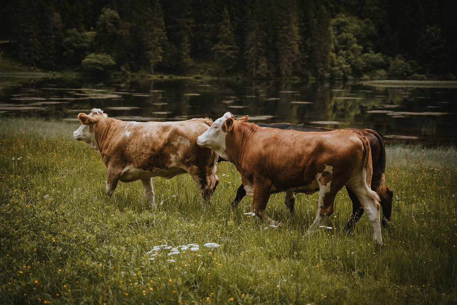 Nomadic Hearts_L&F 0241_websize.jpg