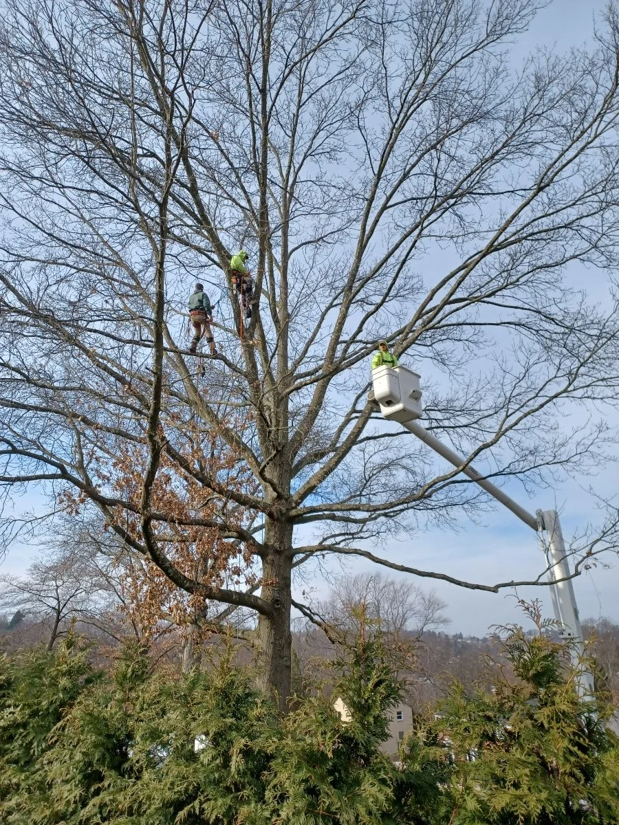 Pope Tree Service Paul's Tree Service