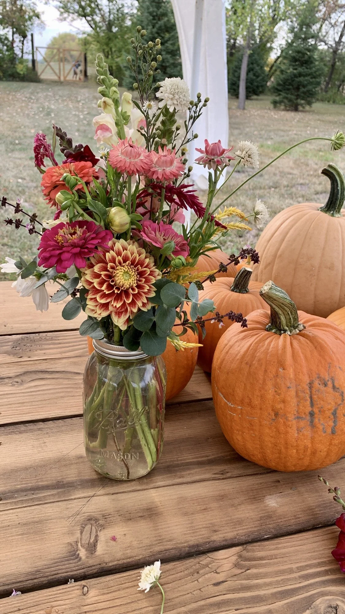 Fall Fest in the Flower Field