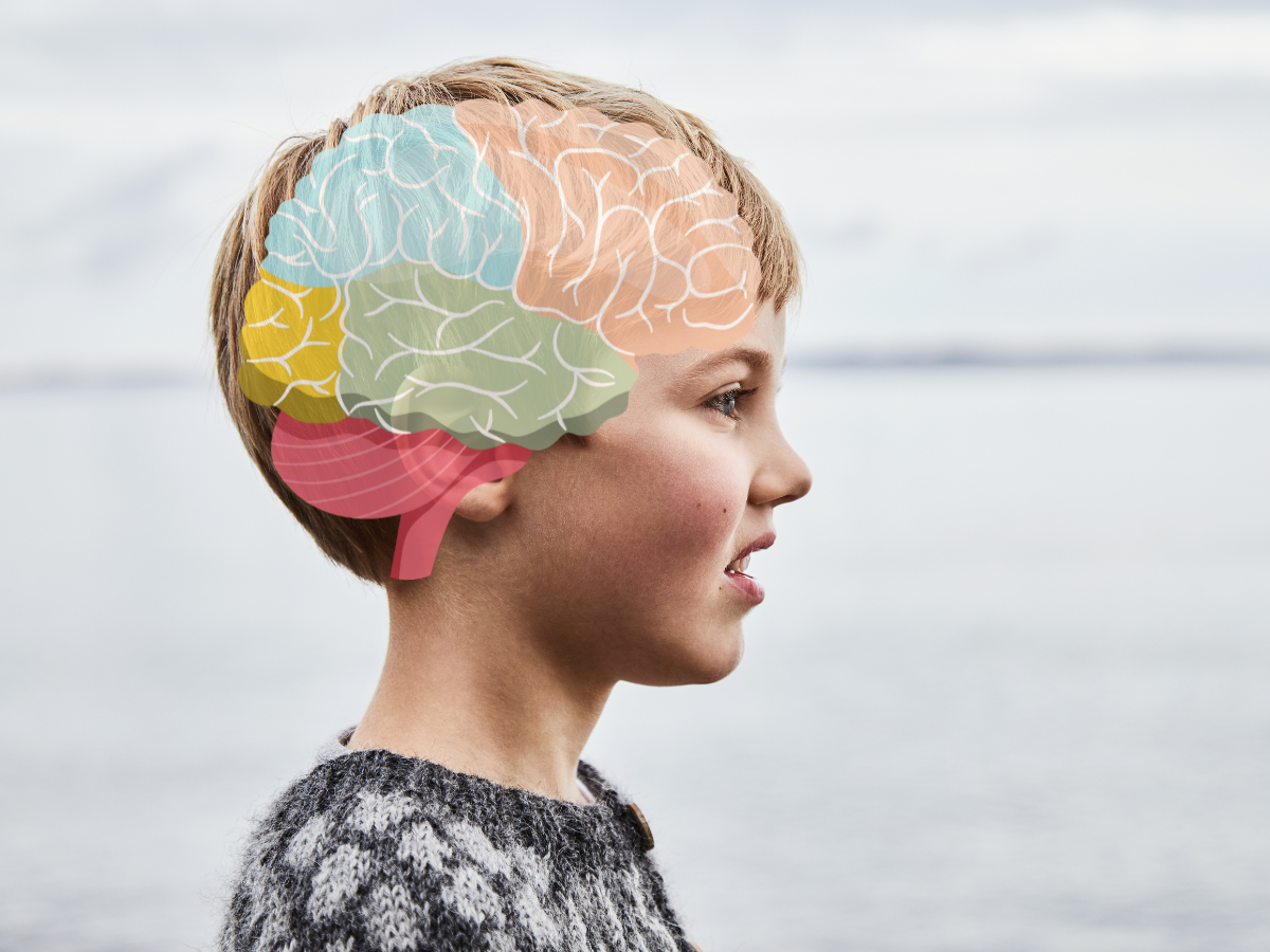 A Journey Through Your Brain's Lobes