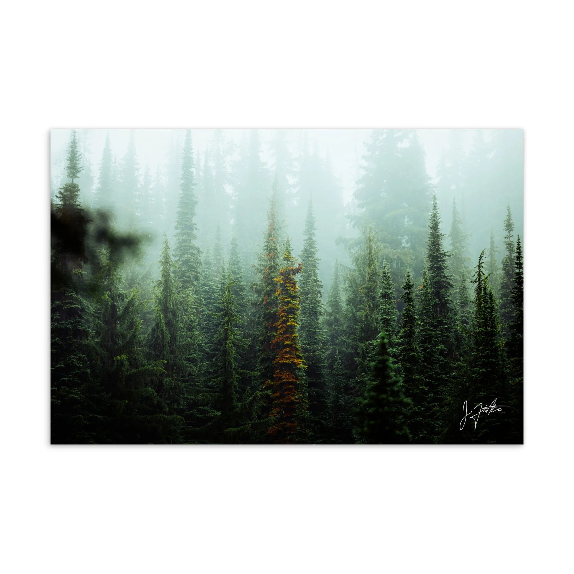 Timber Line Postcard