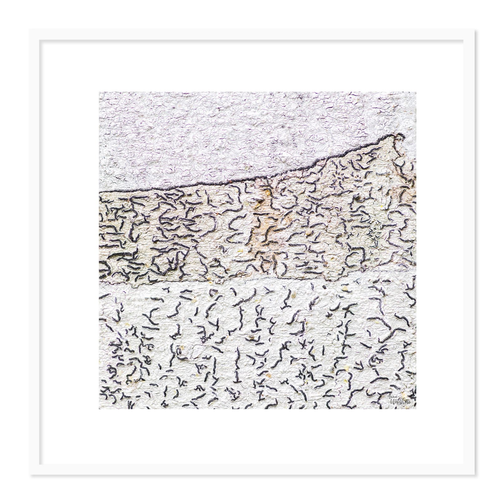 Squiggles-square-W.jpg
