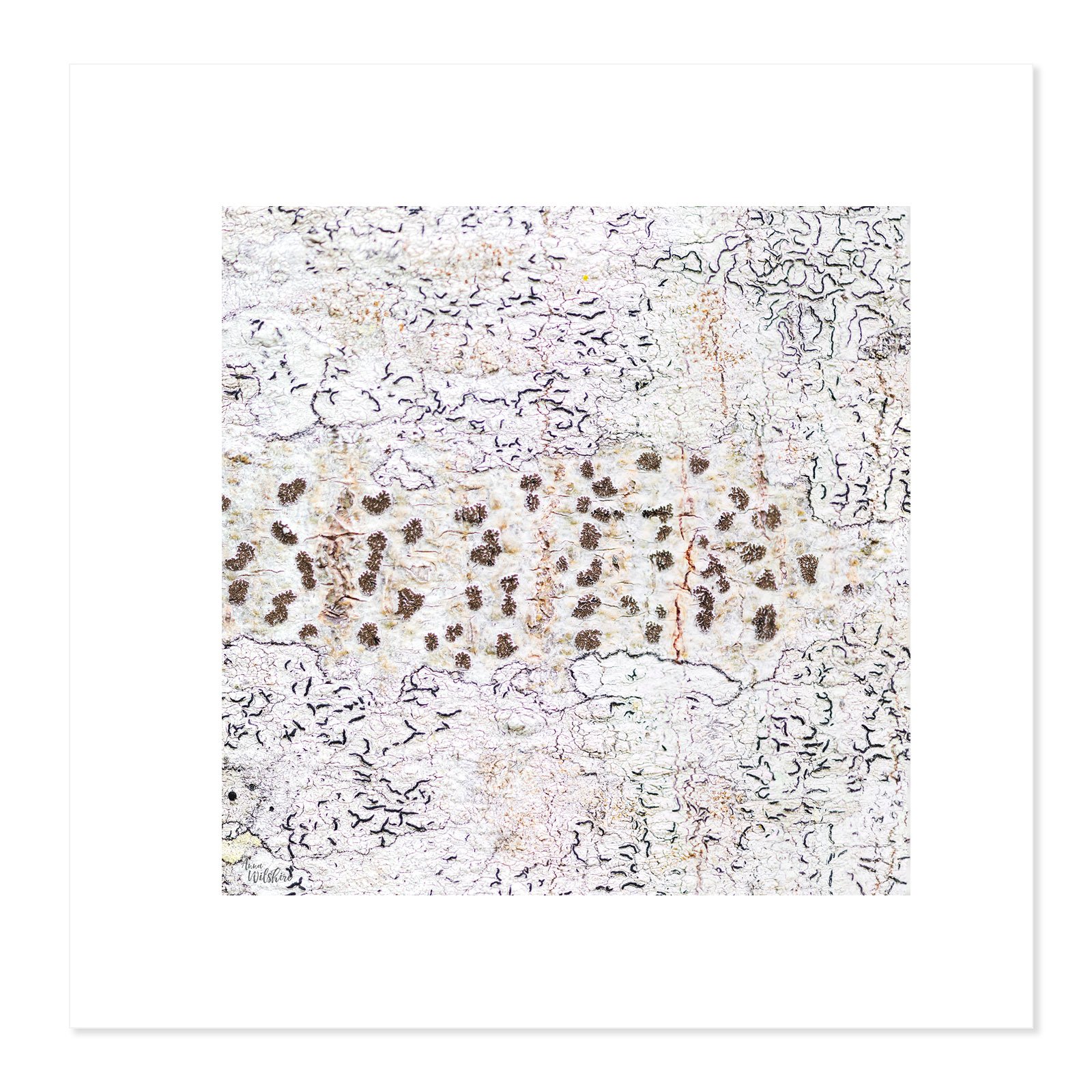 Dots-and-Squiggles-square-NB.jpg