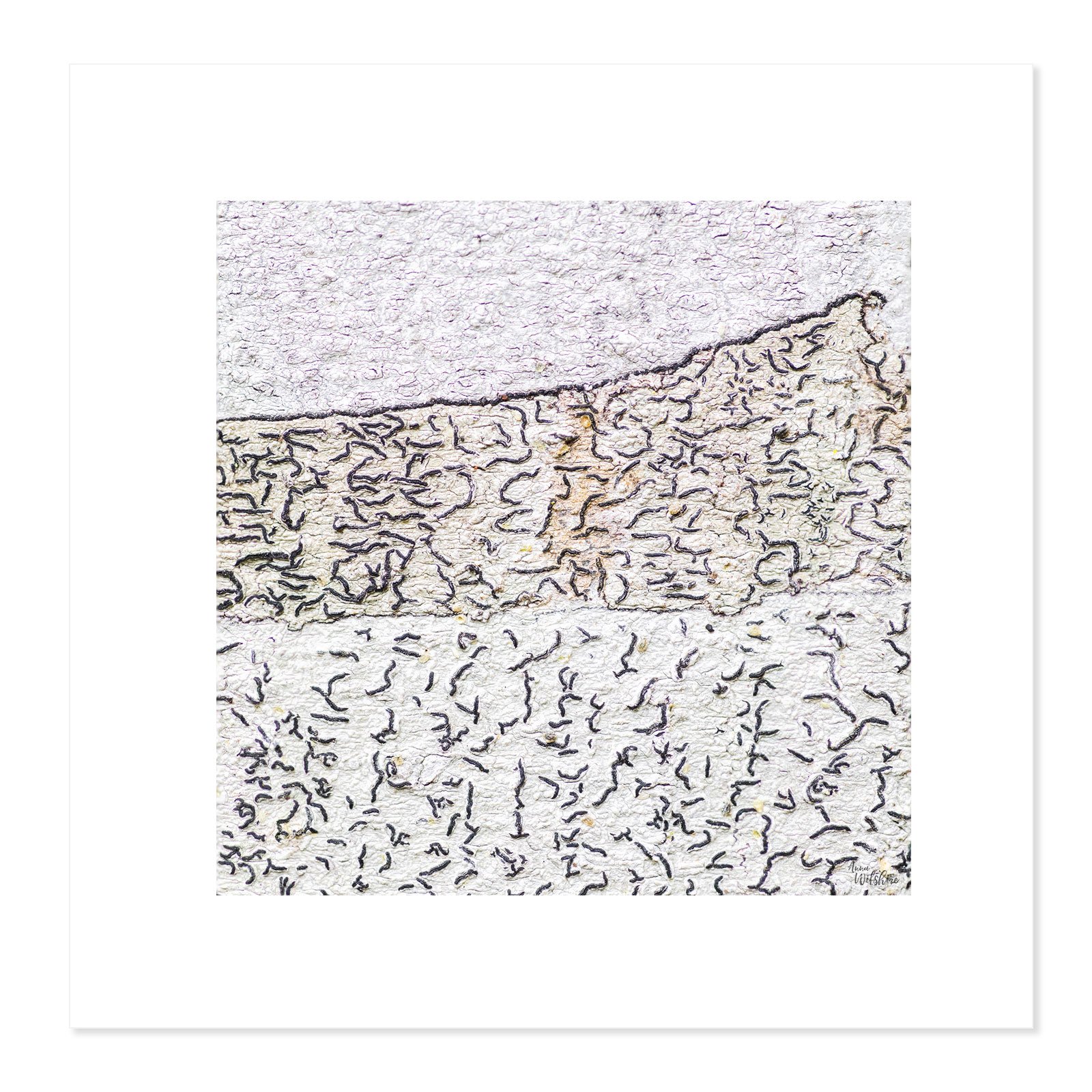 Squiggles-square-NB.jpg