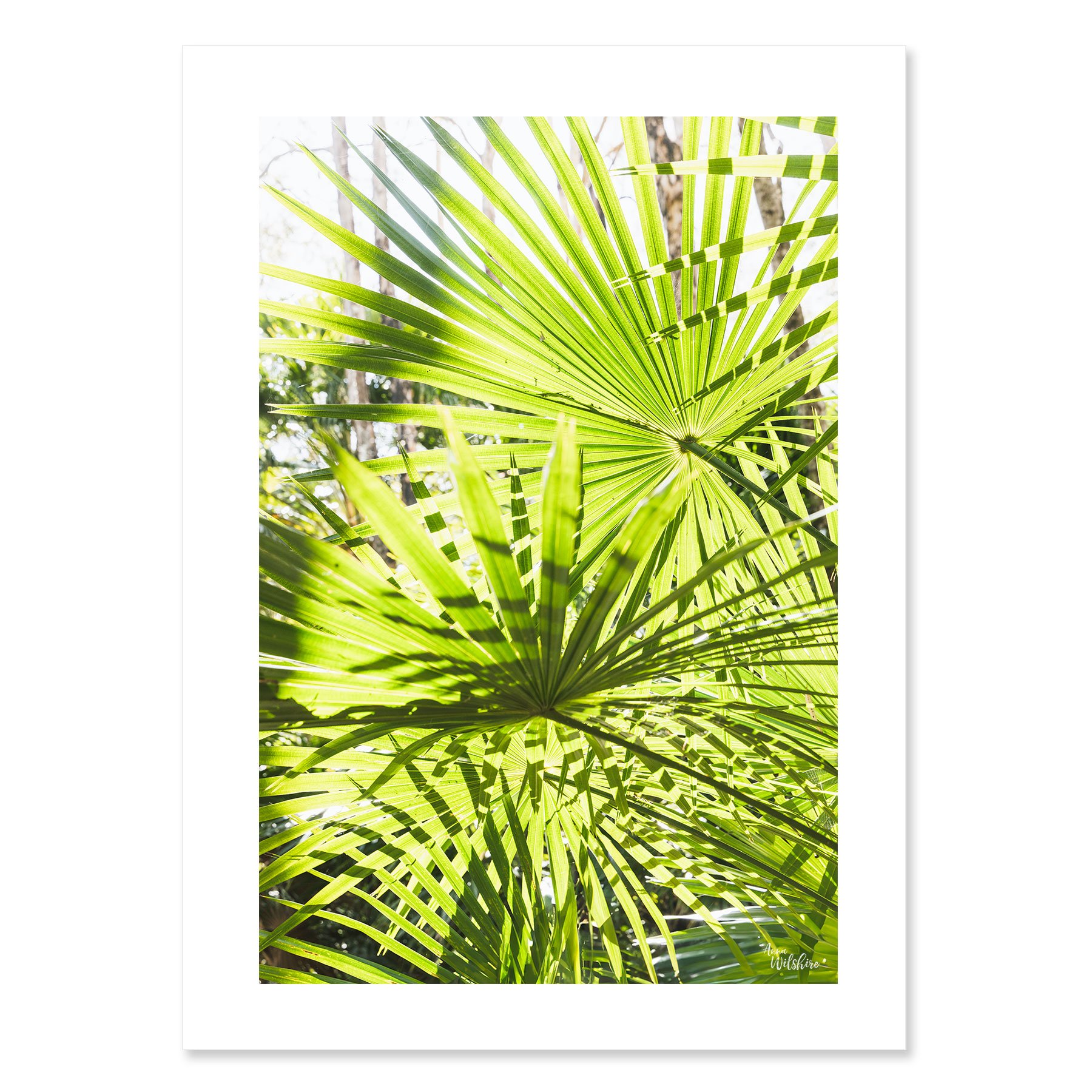 Green-Lines-1-NB.jpg