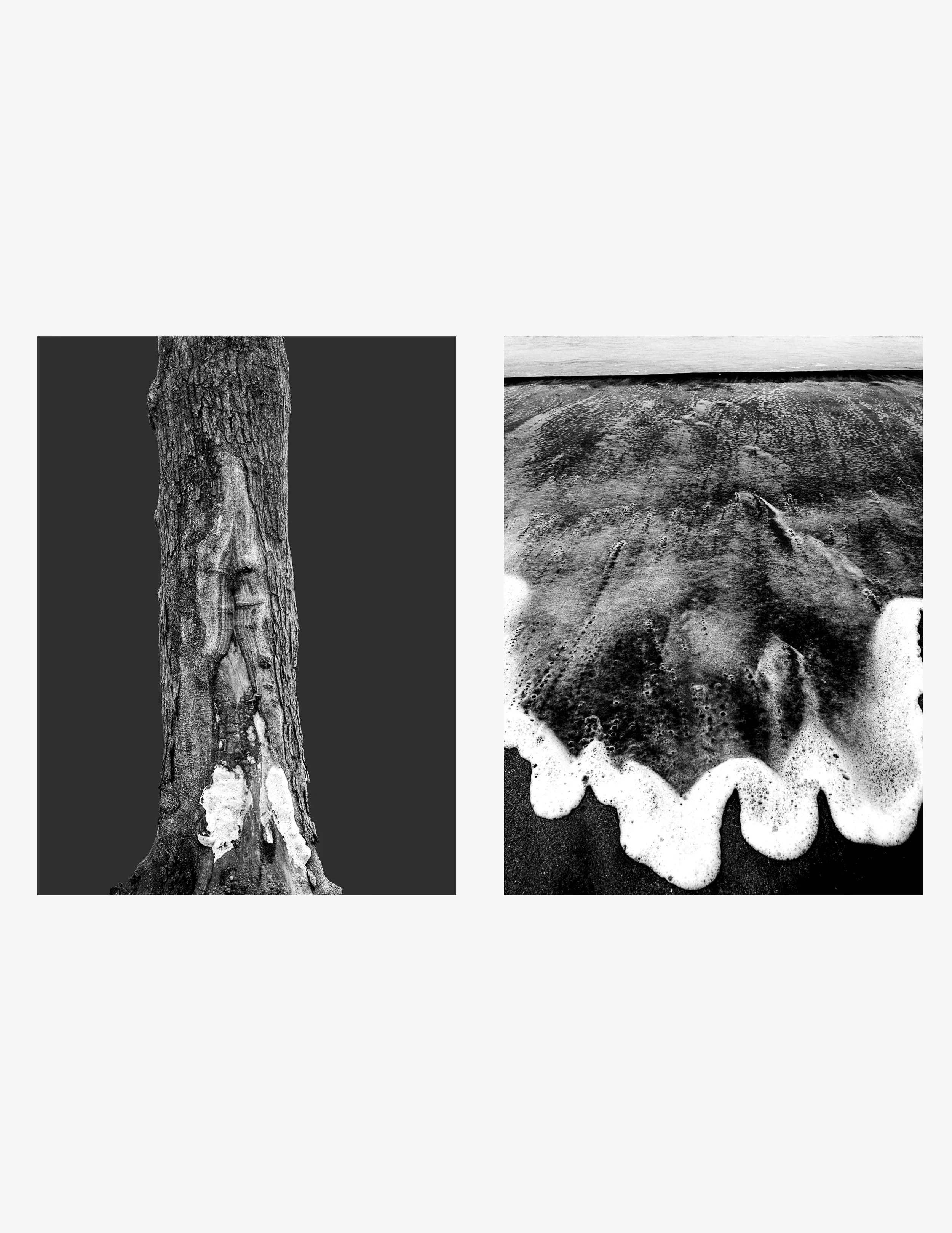 PritiGanatra-Song Of The Trees 7.jpg