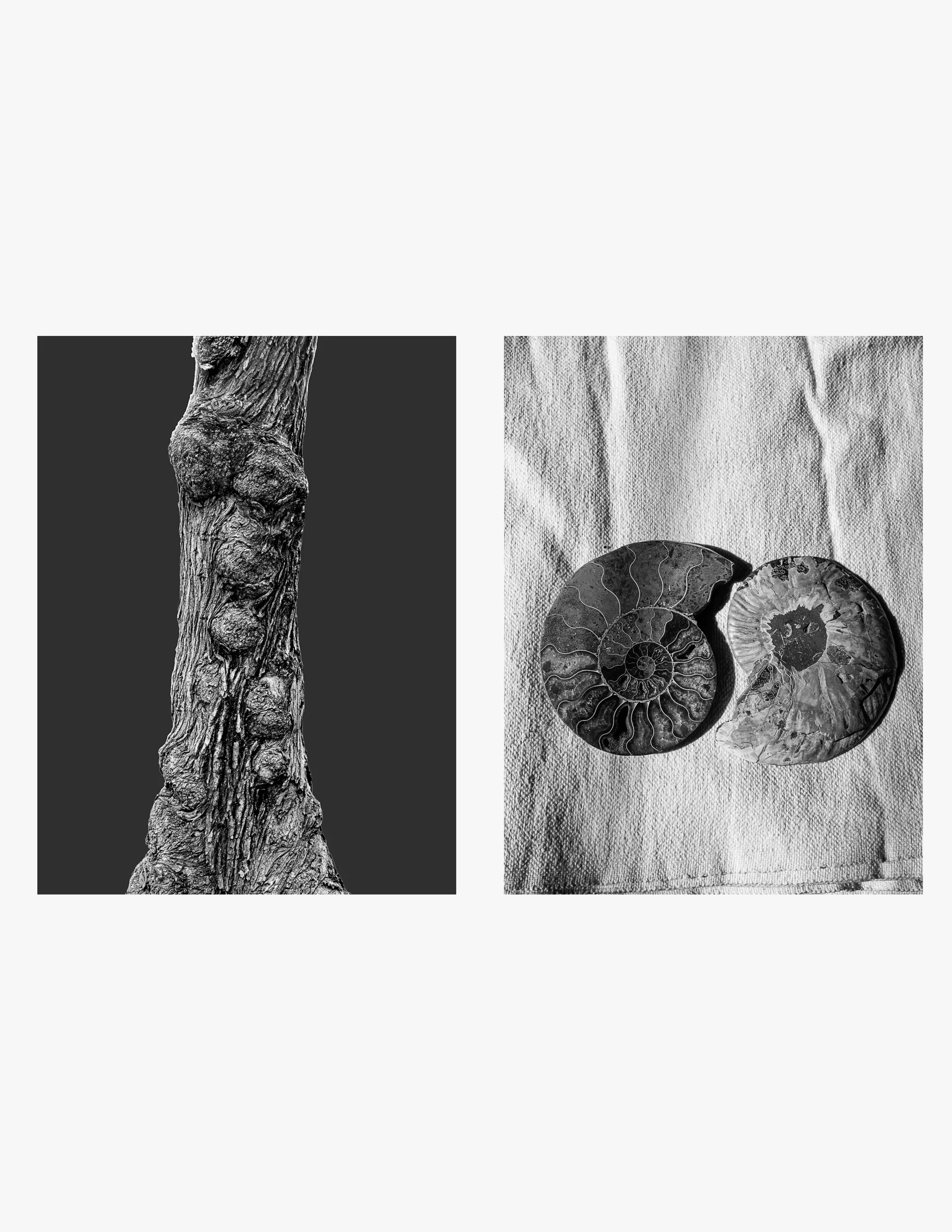 PritiGanatra-Song Of The Trees 8.jpg