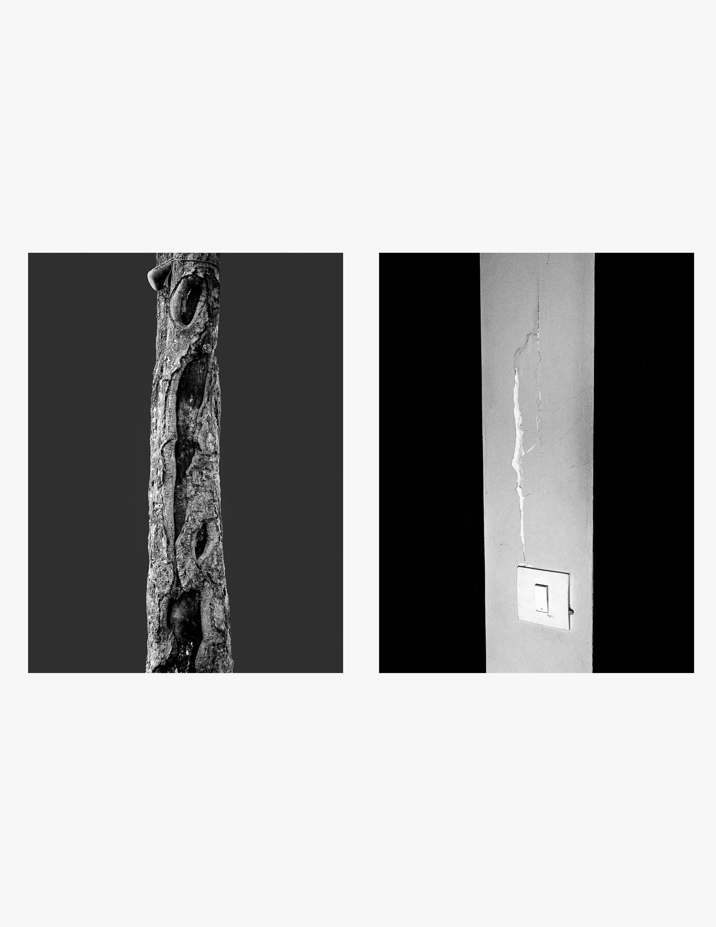 PritiGanatra-Song Of The Trees 6.jpg