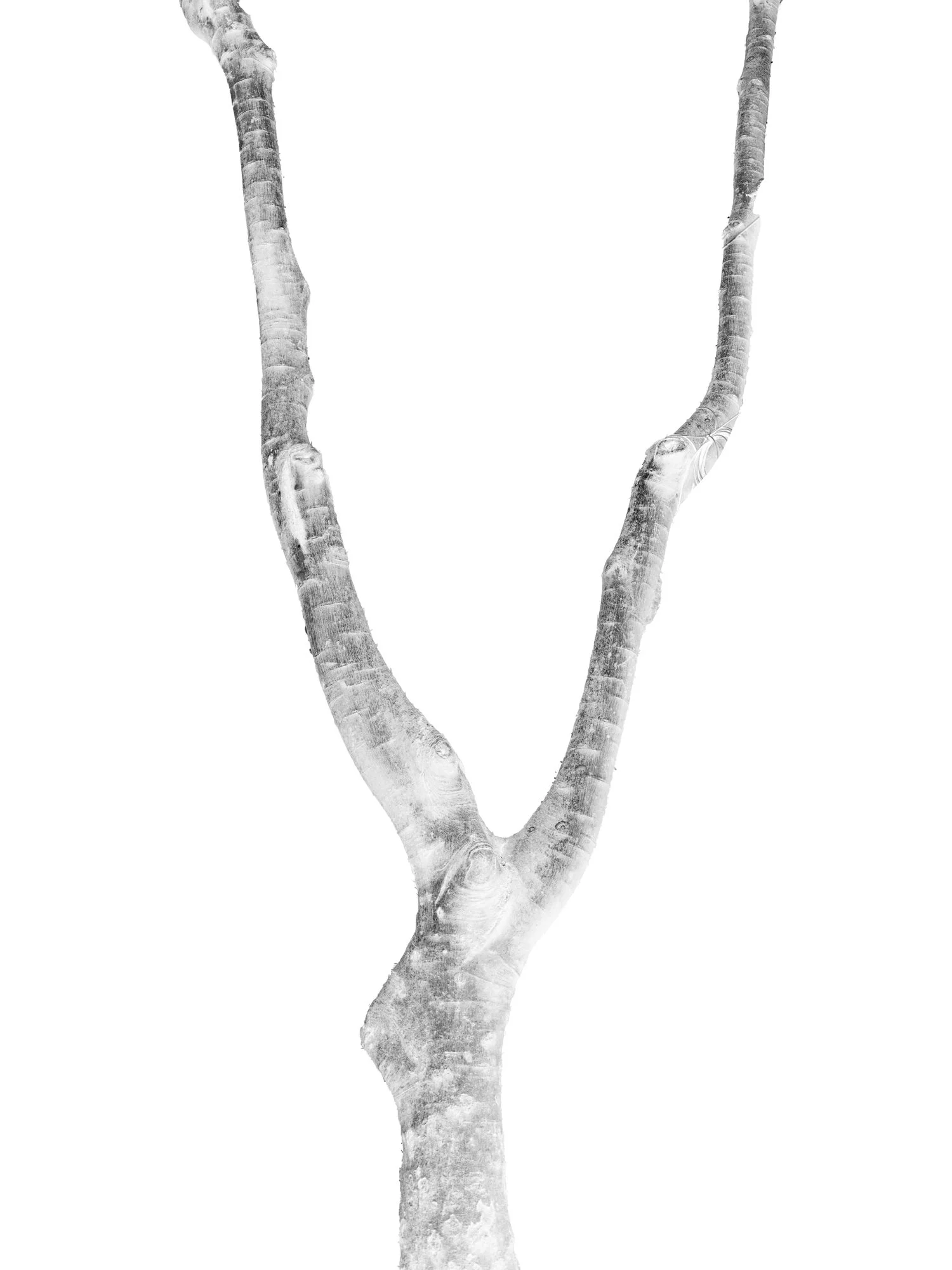 PritiGanatra-Nature our morther.jpg