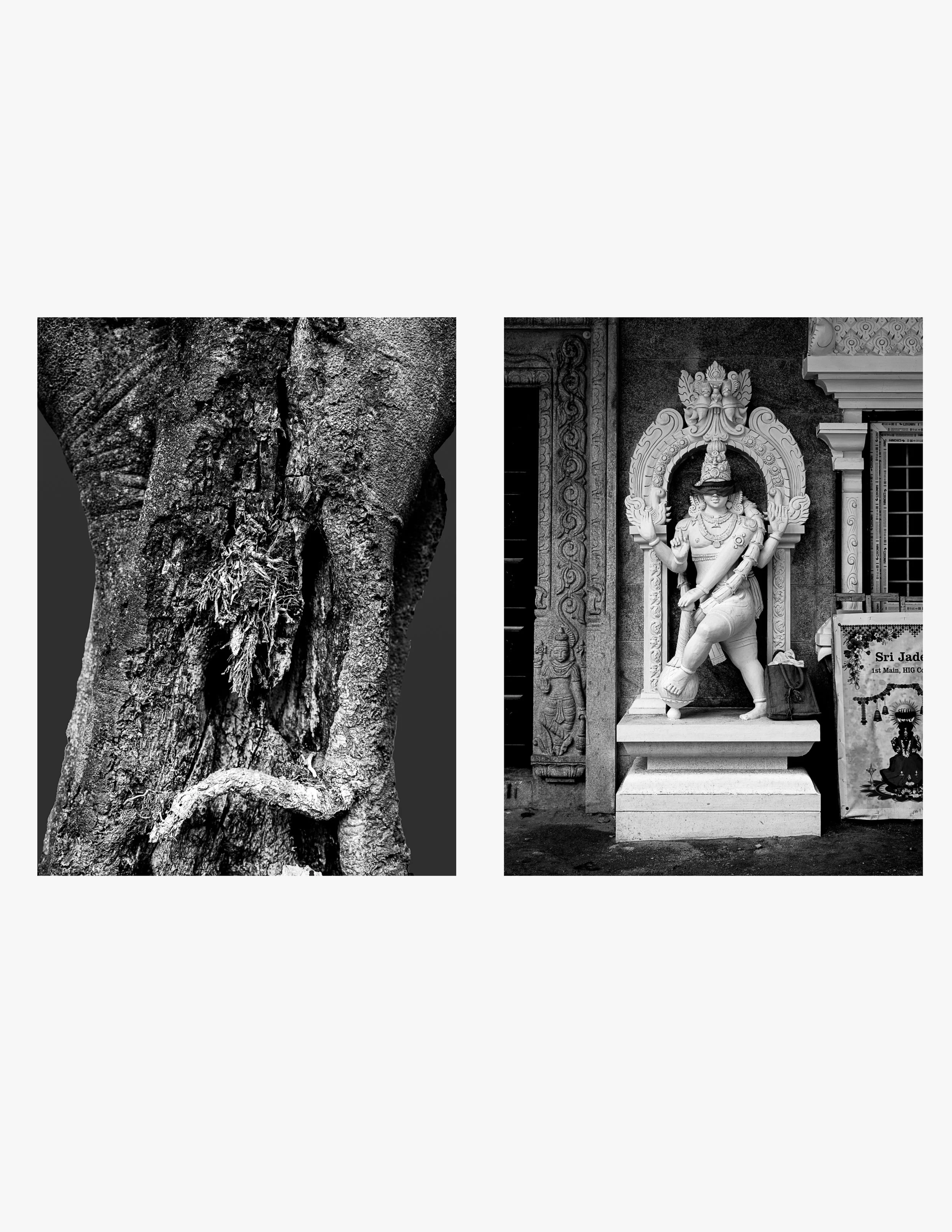 PritiGanatra-Song Of The Trees 5.jpg