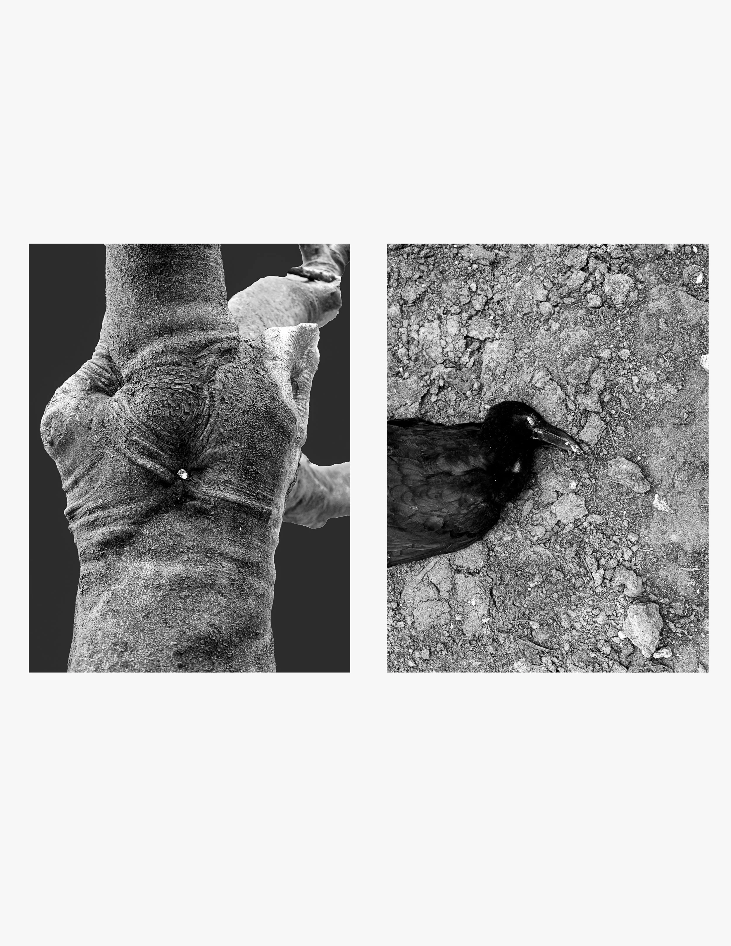 PritiGanatra-Song Of The Trees 3.jpg