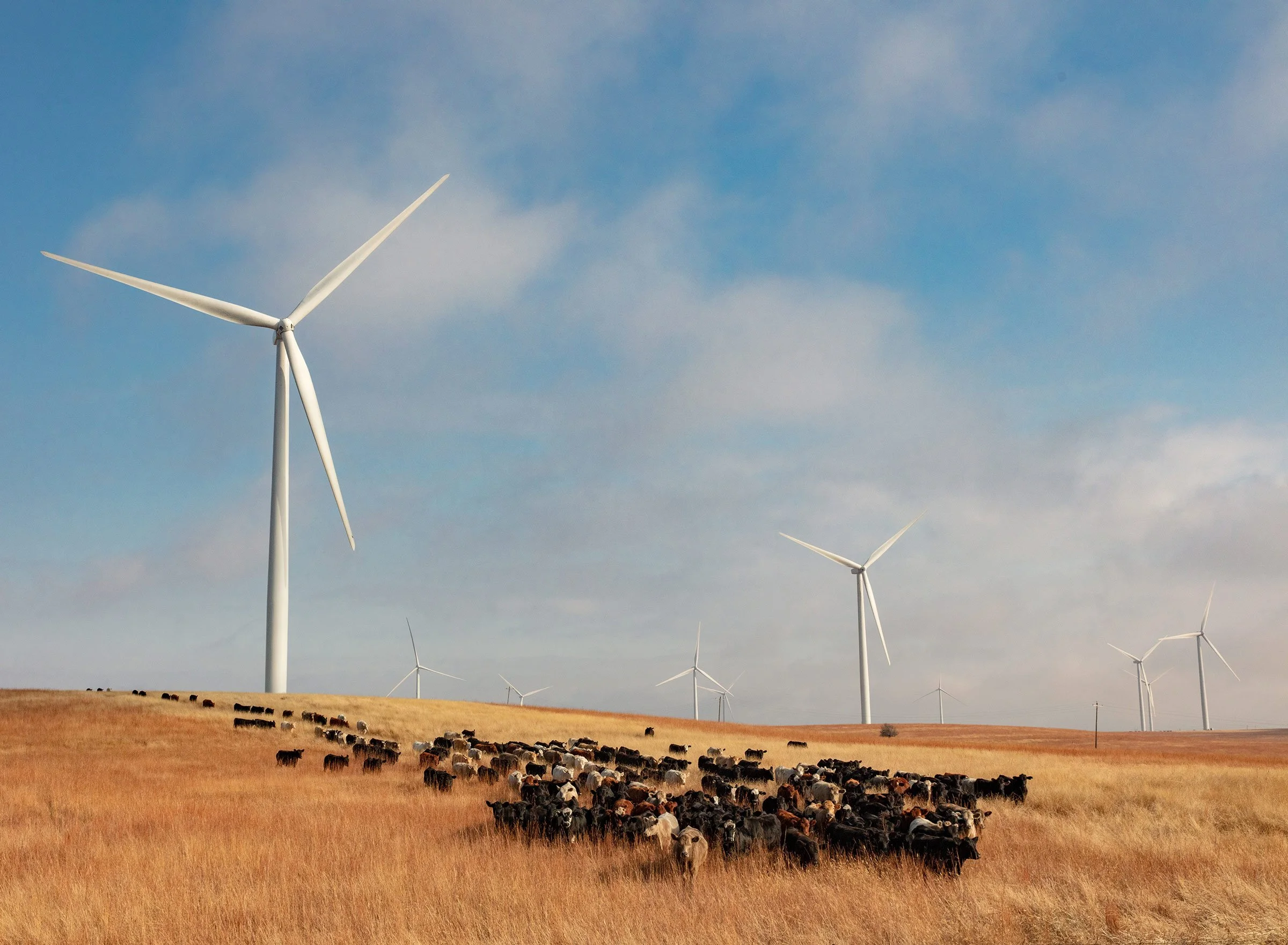 cows-in-power-scheffer.jpg