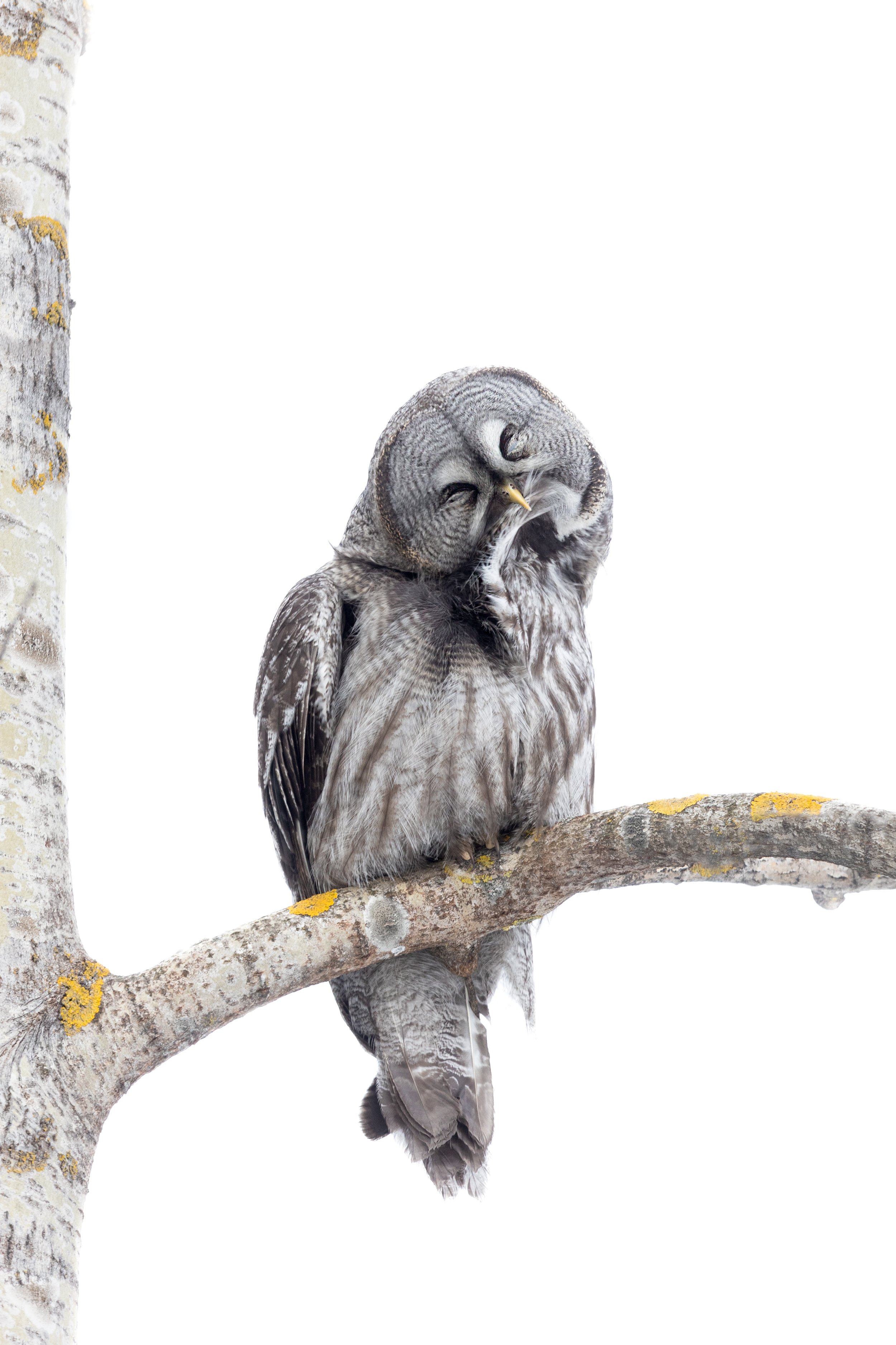  Great grey owl I Lapinpöllö (Strip nebulas), Finland 2022 