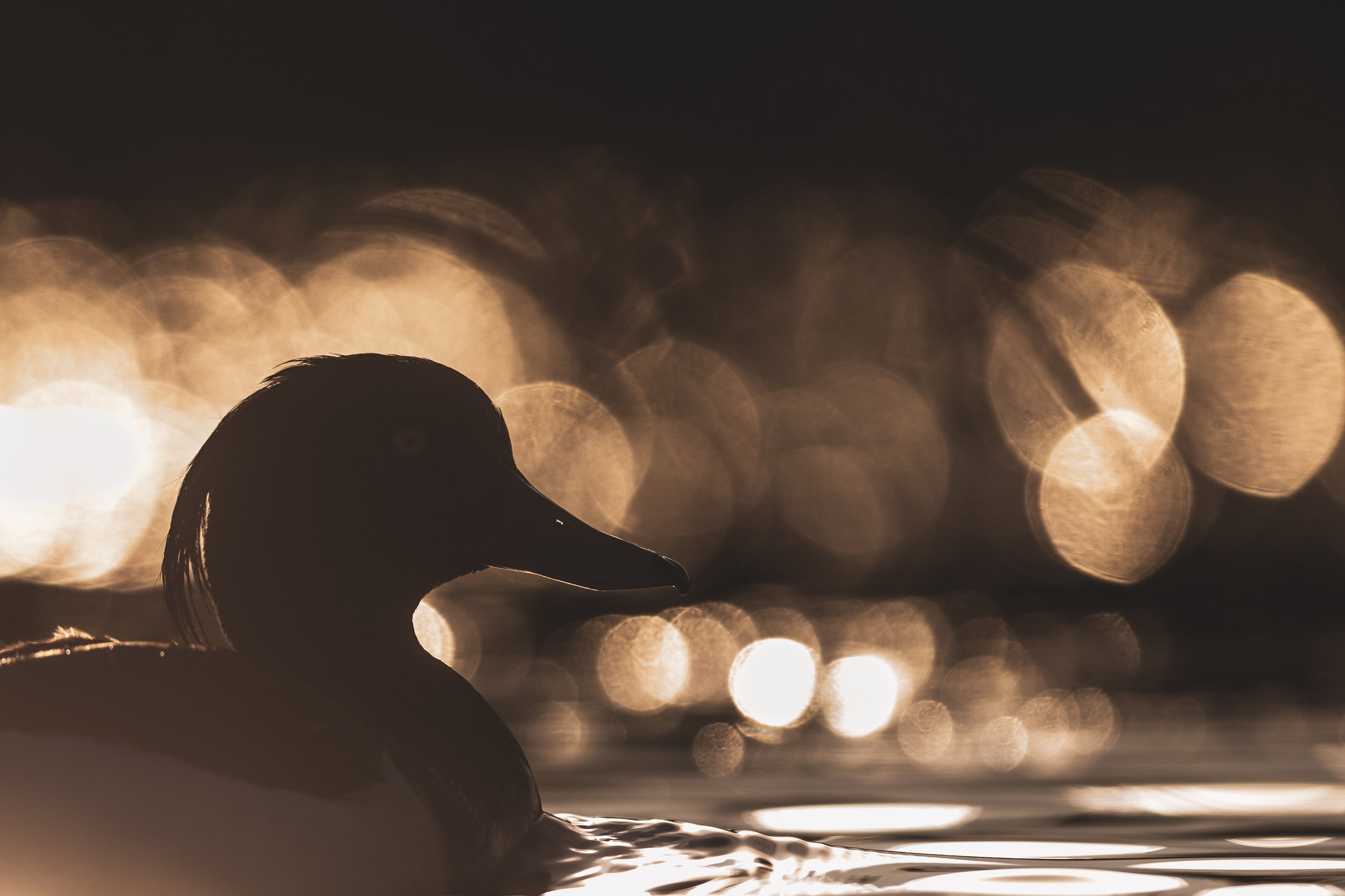  Tufted duck I Tukkasotka (Aythya fuligula), Finland 2021 