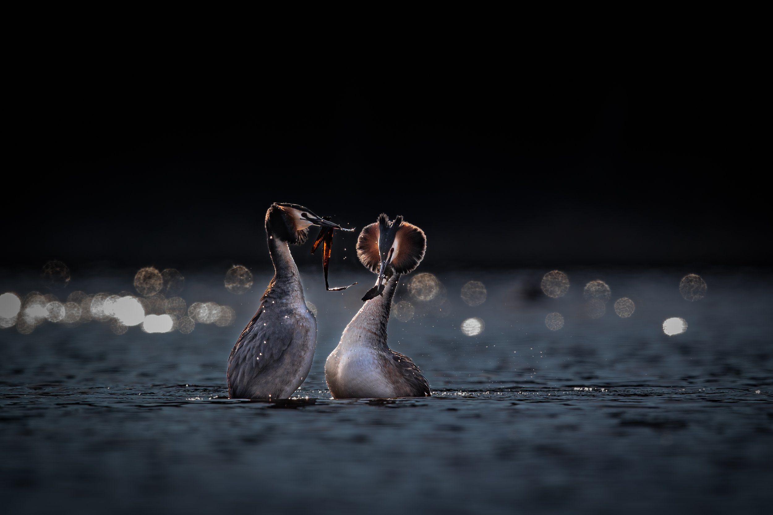  Great crested grebes I Silkkiuikut (Podiceps cristatus), Finland 2020 