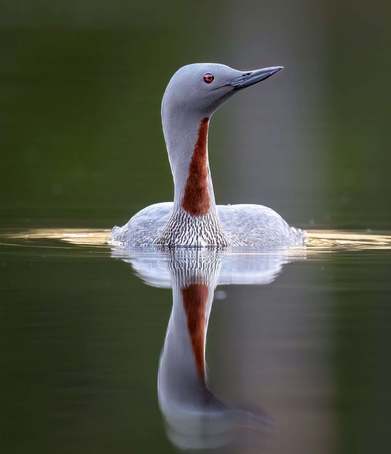  Red-throated diver I Kaakkuri (Gavia stellata), Finland 2023 