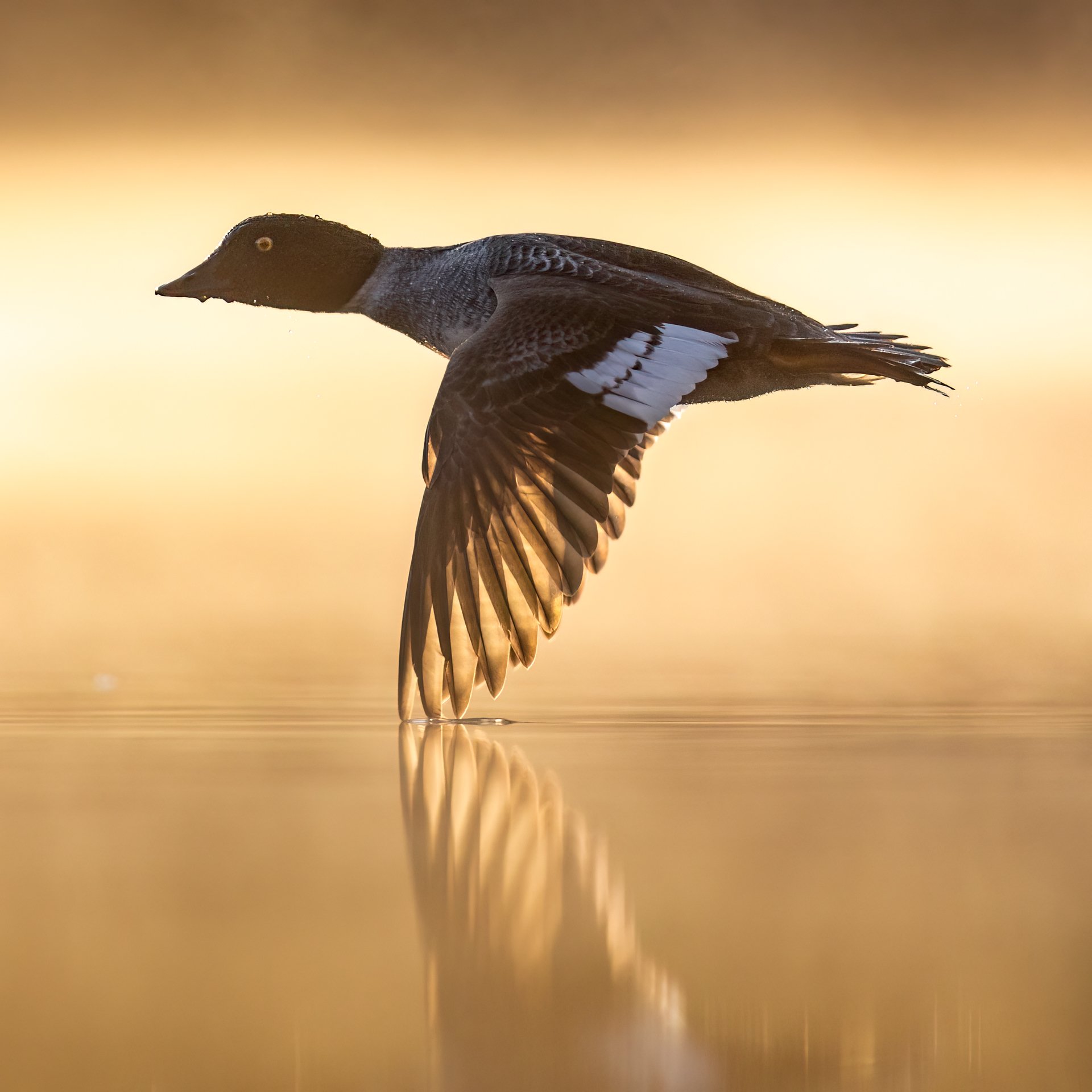  Goldeneye I Telkkä (Bucephala clangula), Finland 2023 