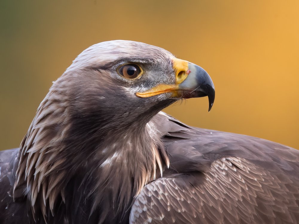  Golden eagle I Maakotka (Aquila chrysaetos), Finland 2021 