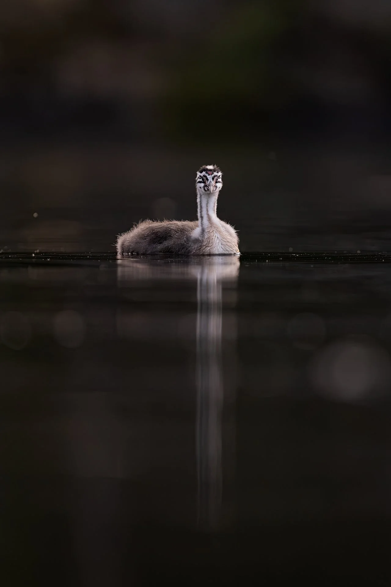 Silkkiuikku pienenä