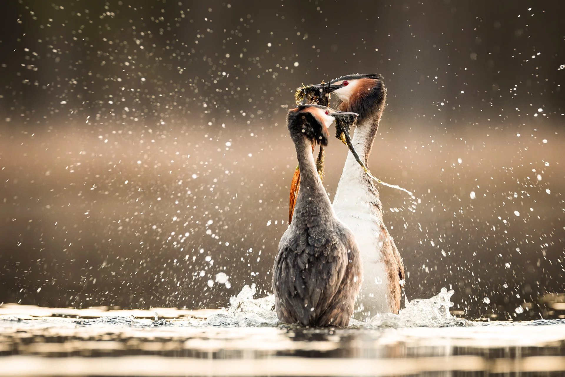 Silkkiuikkujen tanssi