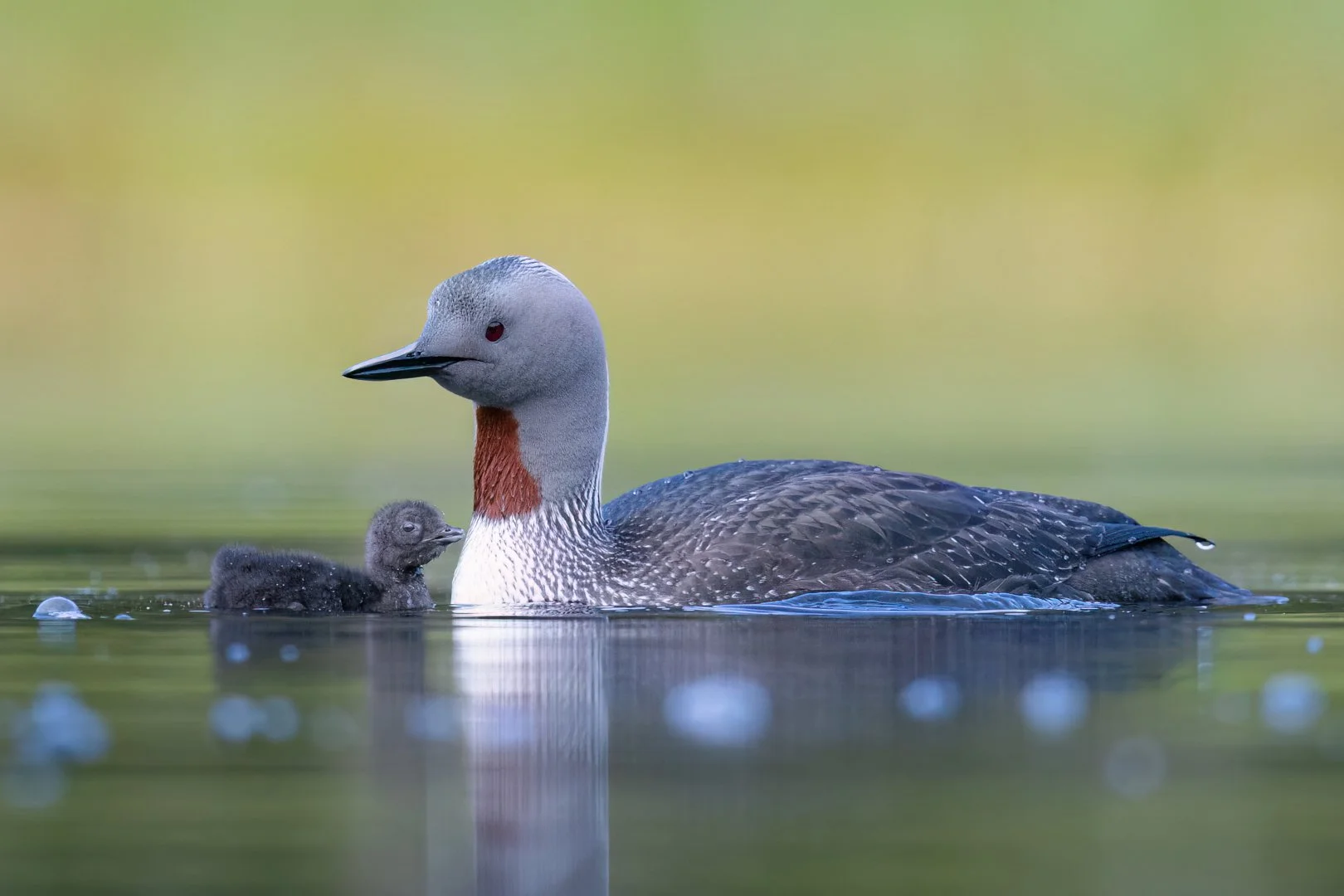 Kaakkuriemo ja poikanen