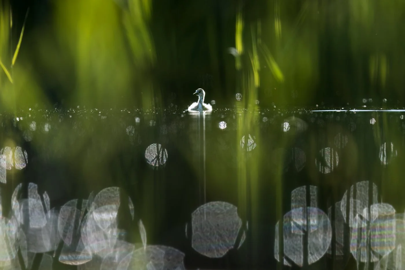 Yksin kotiviidakossa