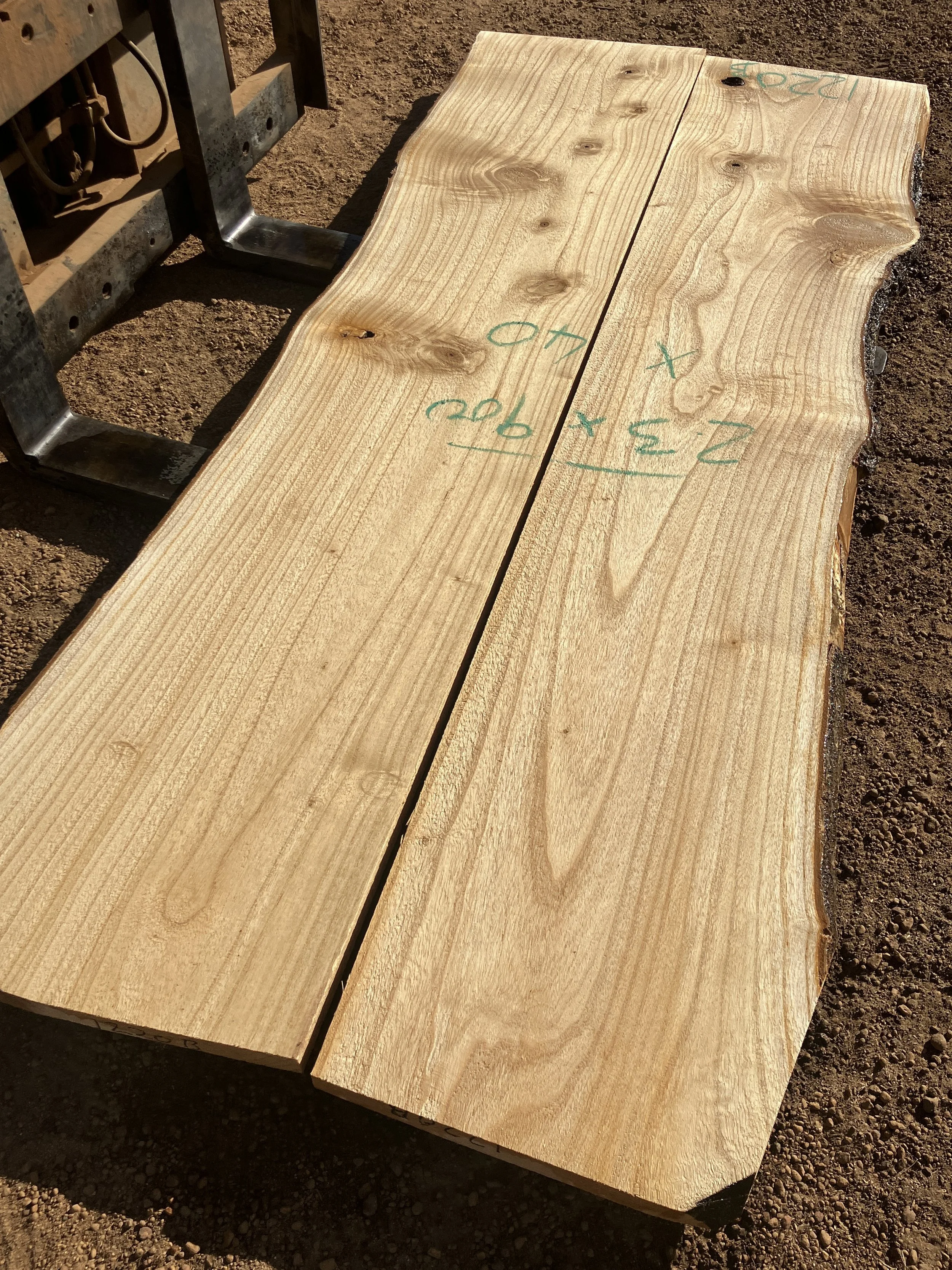 1220B+Paulownia.JPG