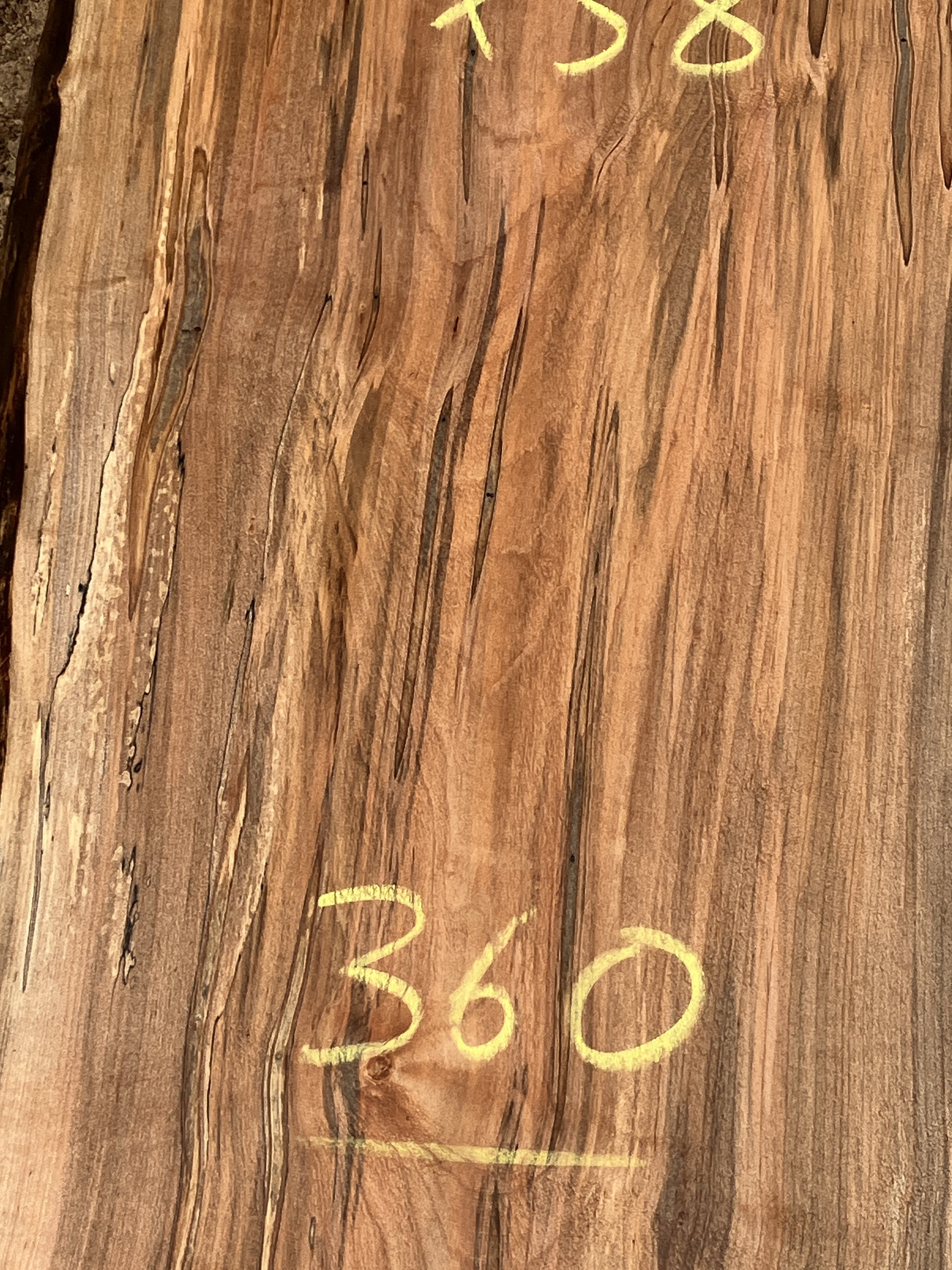 1232A+ambrosia+Maple.JPG