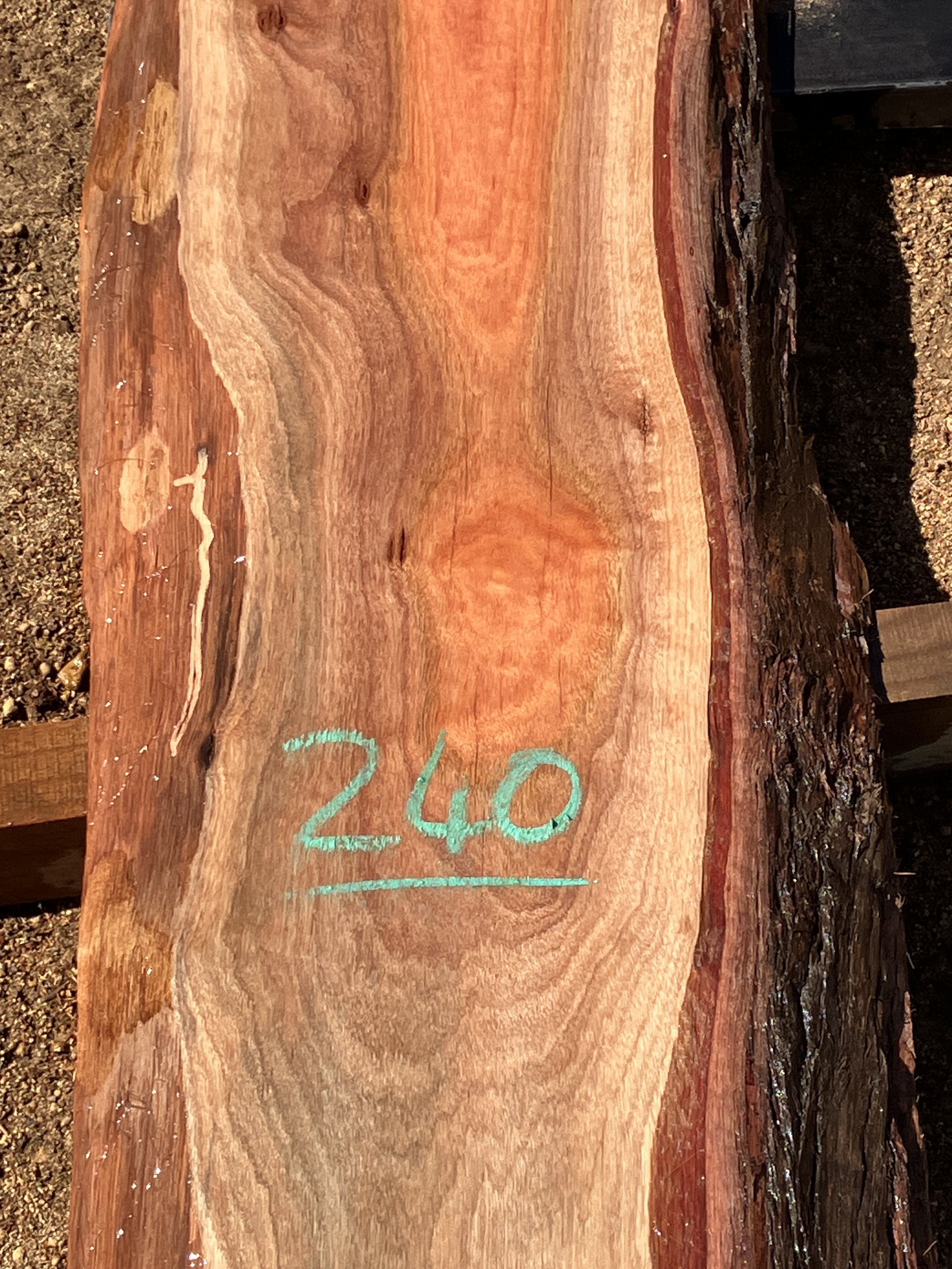 1248A+Jarrah.JPG