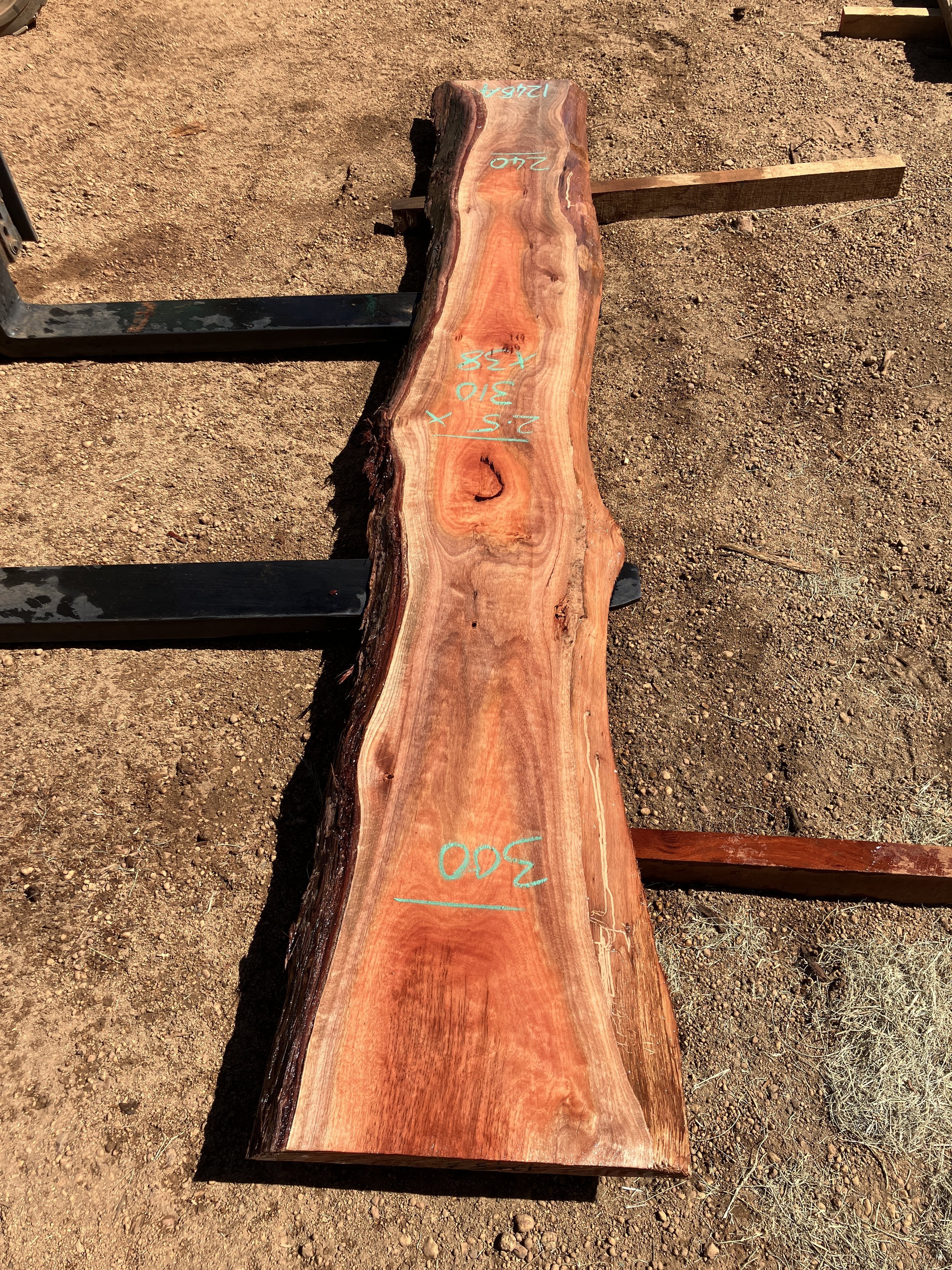 1248A+Jarrah.JPG