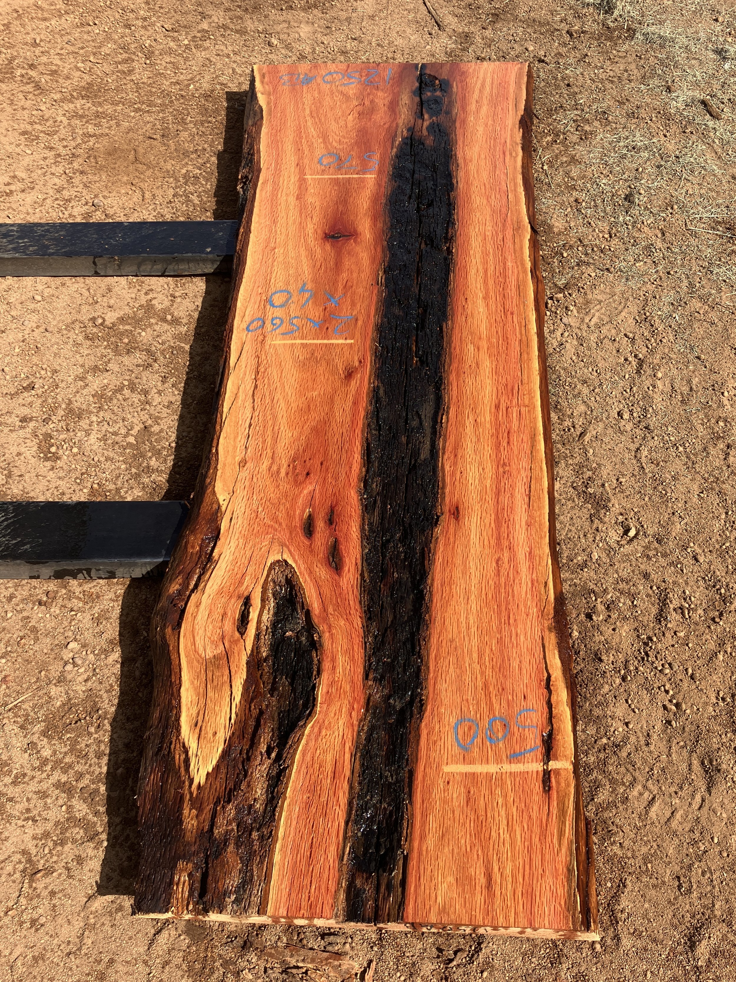 1250AB+Sheoak.JPG