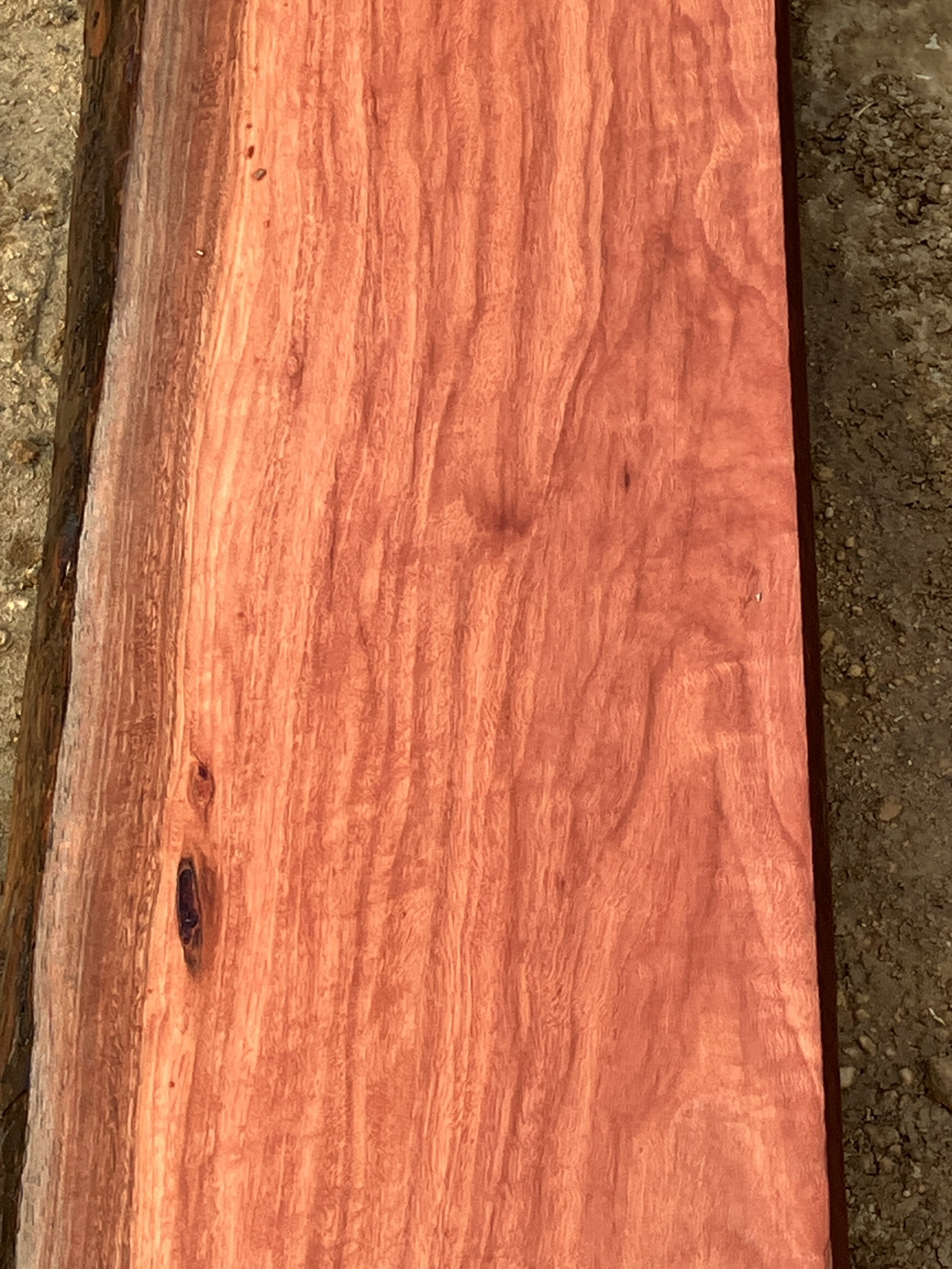 1262A+Jarrah.JPG