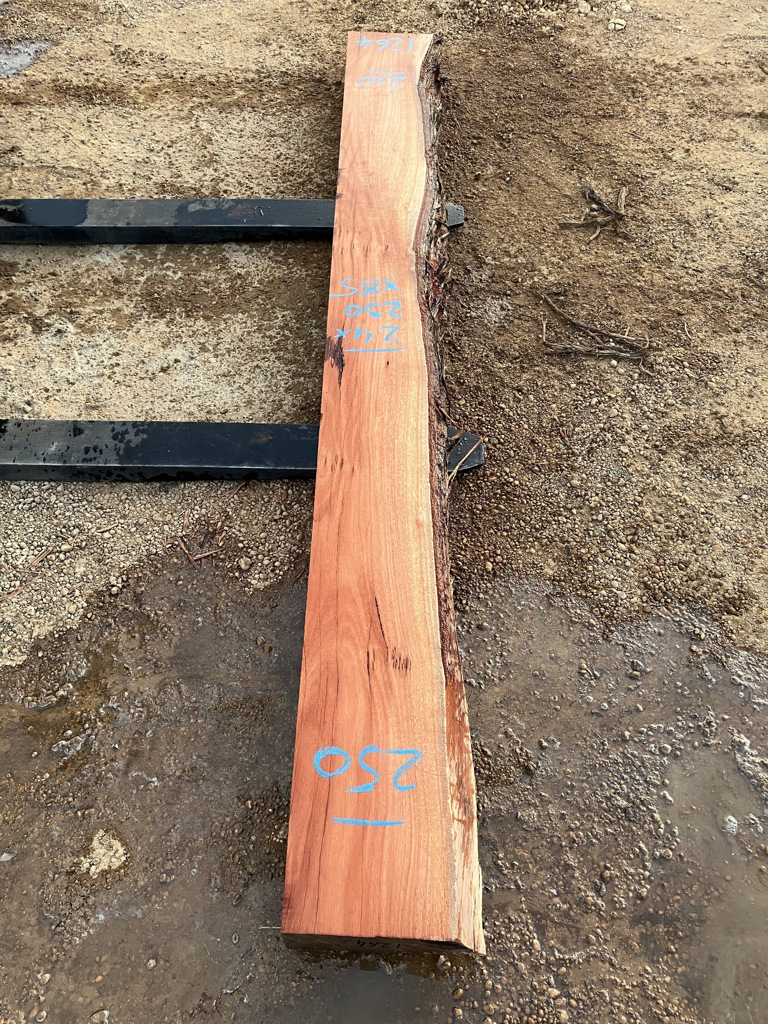 1264+Jarrah.JPG
