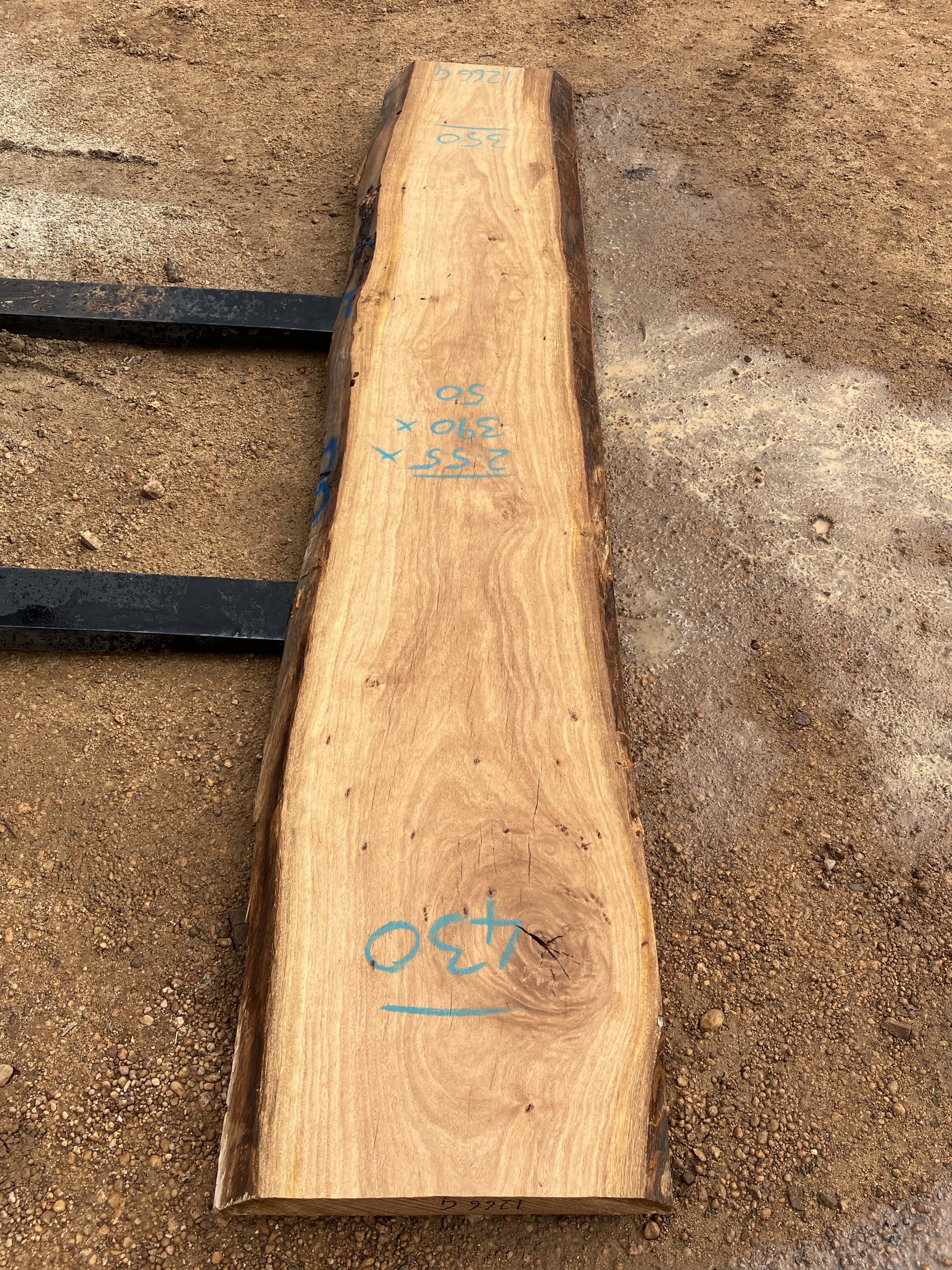 1266G+Blackbutt.JPG