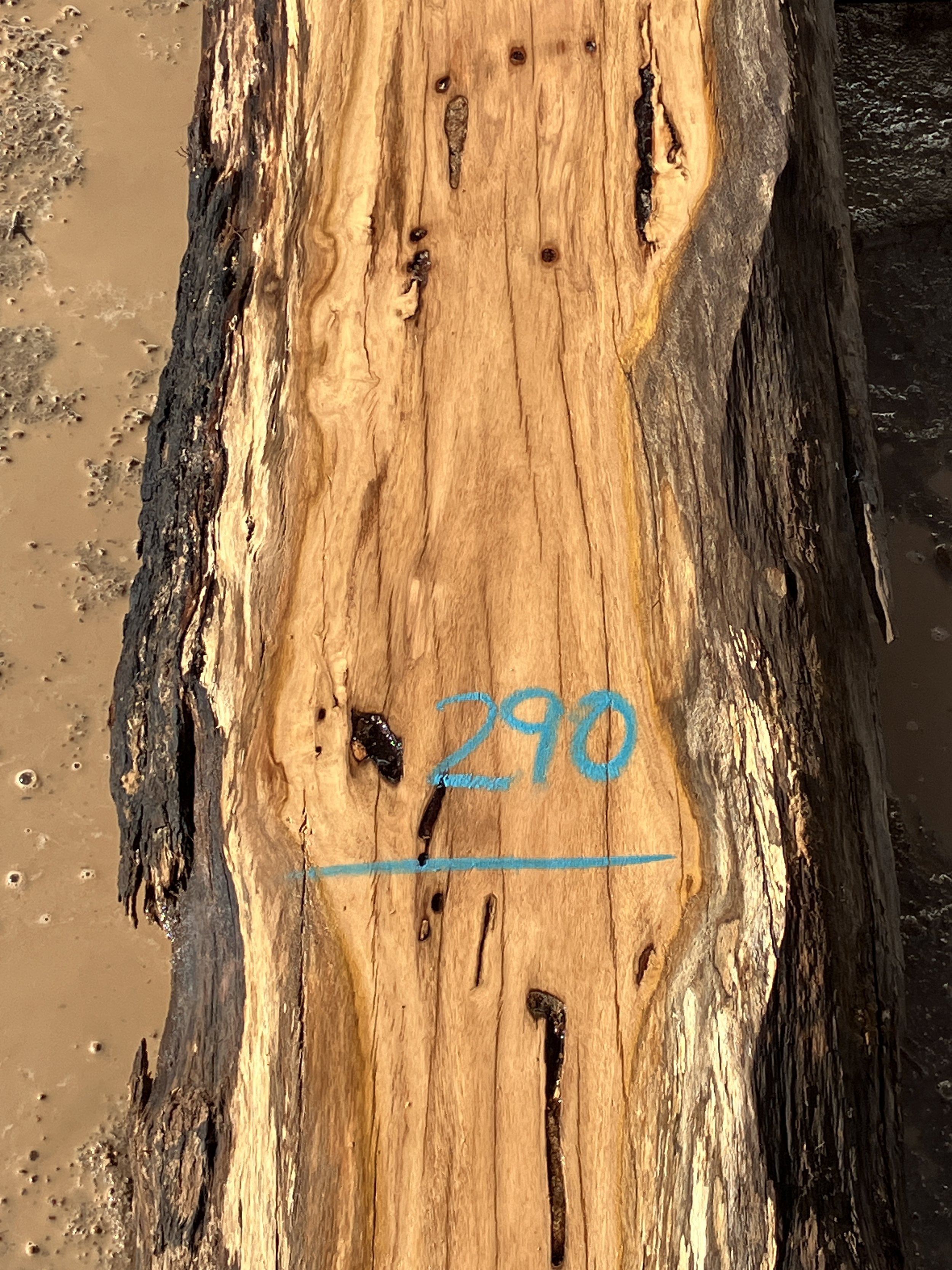 1267A+Tuart.JPG