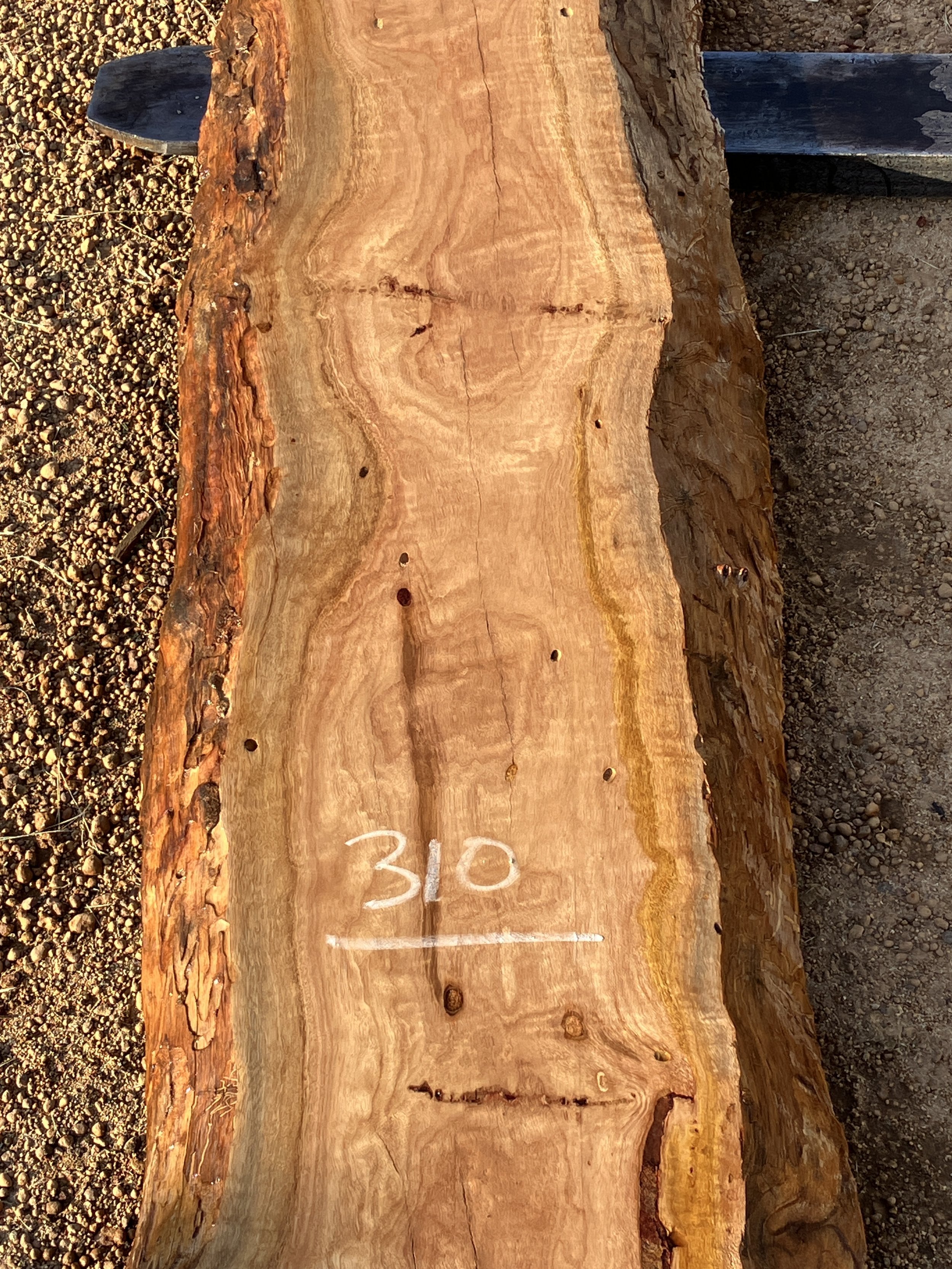 1360+Blackbutt.JPG