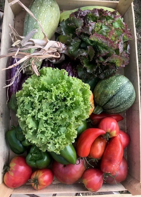 Les paniers de légumes en question…