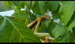 Les pesticides en question…