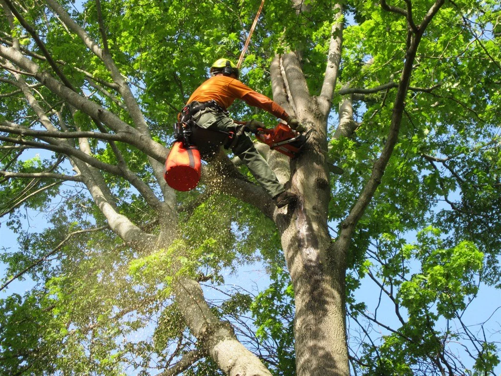 Tree Removal Service in Lake County, IL